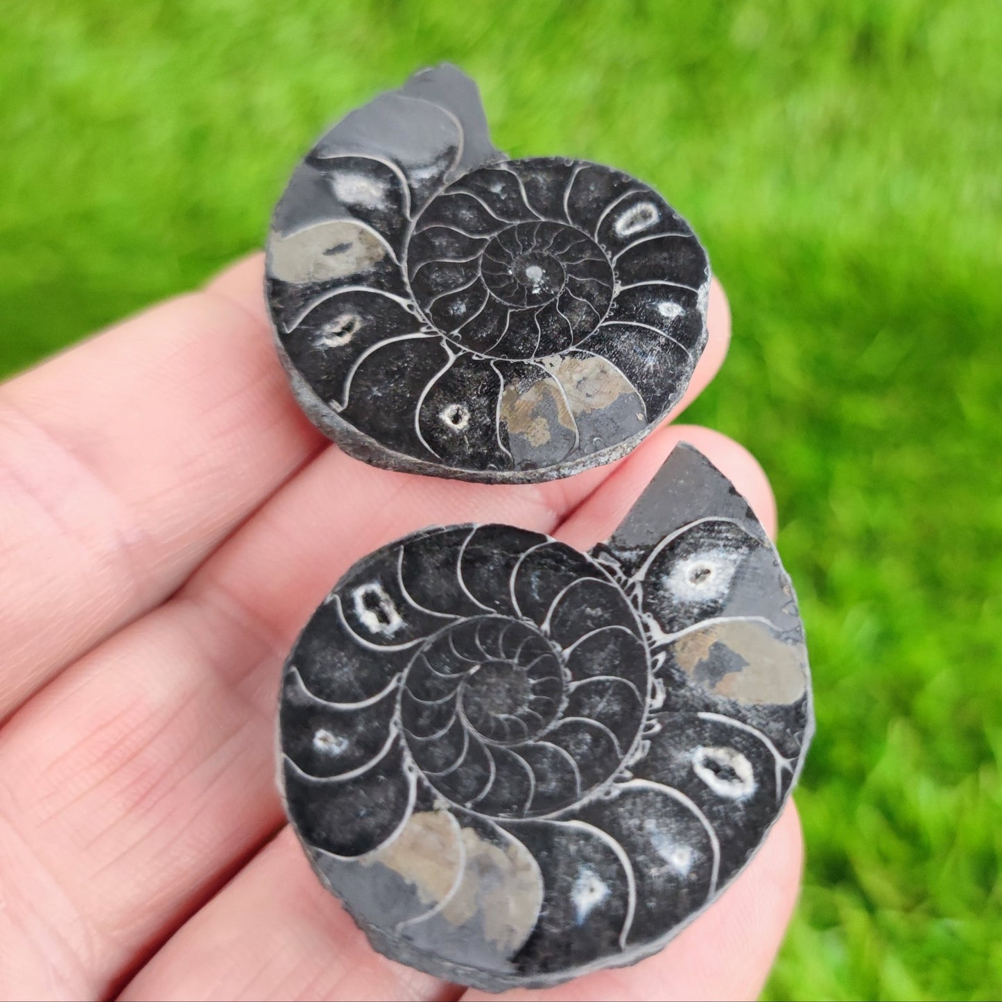 Ammonite fossil cleoniceras black polished North Yorkshire Fossils - North Yorkshire Fossils