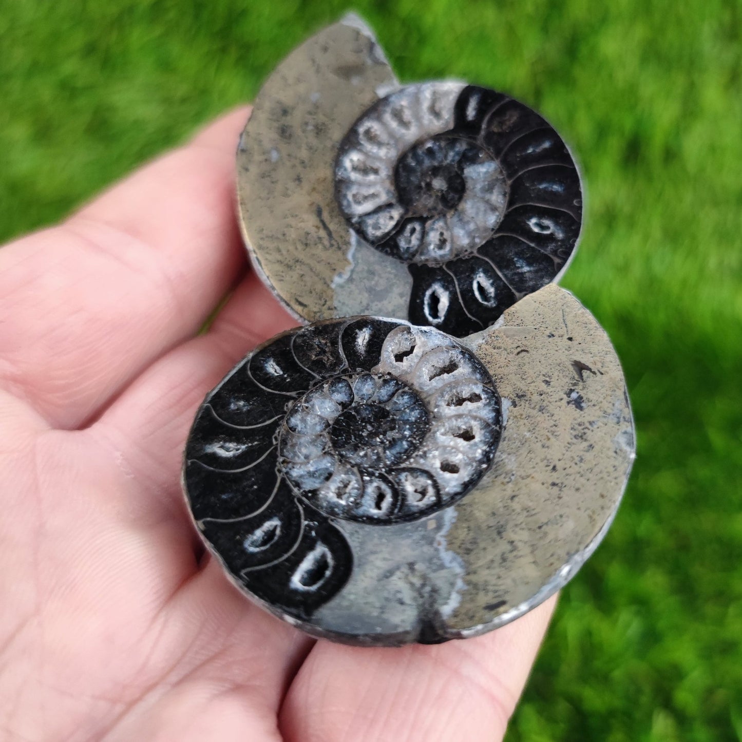 Ammonite fossil cleoniceras North Yorkshire Fossils - North Yorkshire Fossils
