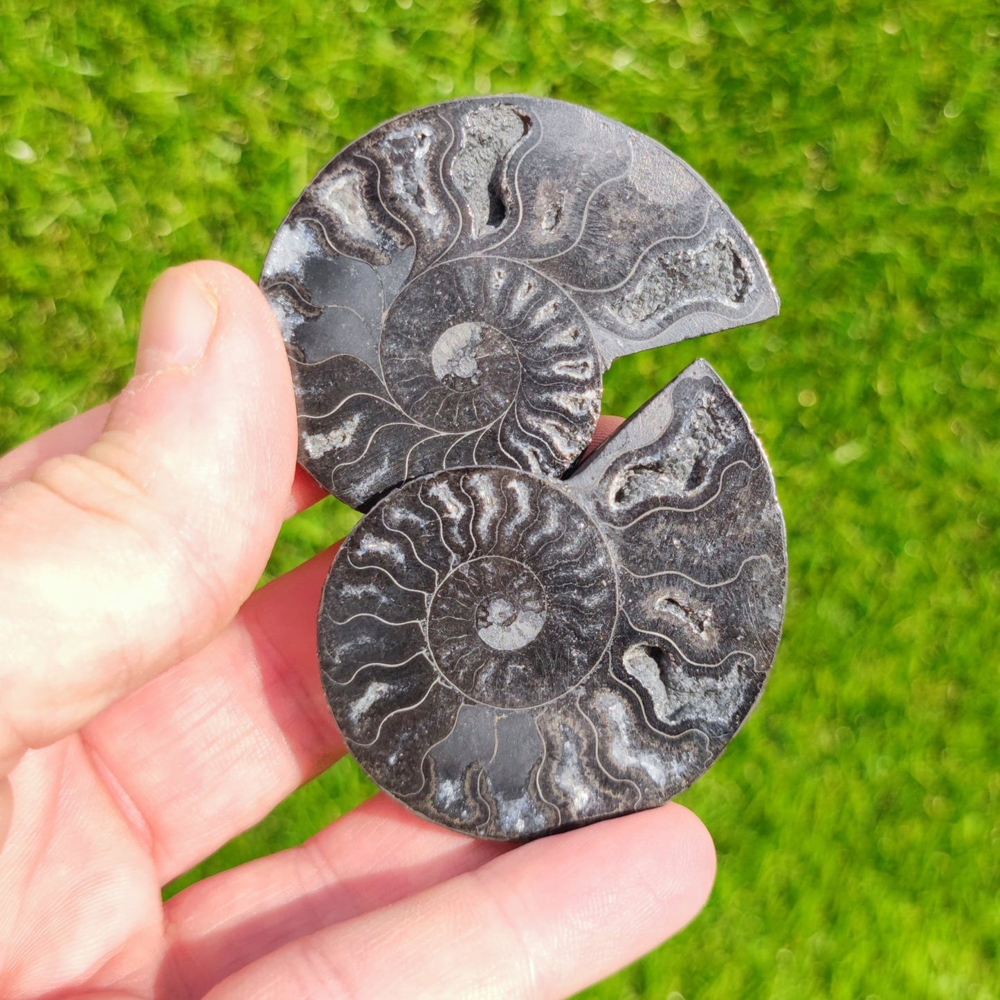 Ammonite fossil cut and polished - North Yorkshire Fossils