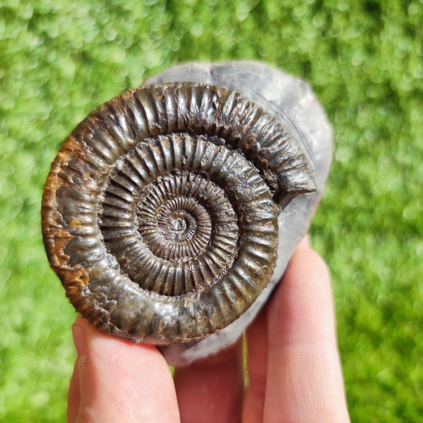 Ammonite fossil Dactylioceras North Yorkshire - North Yorkshire Fossils
