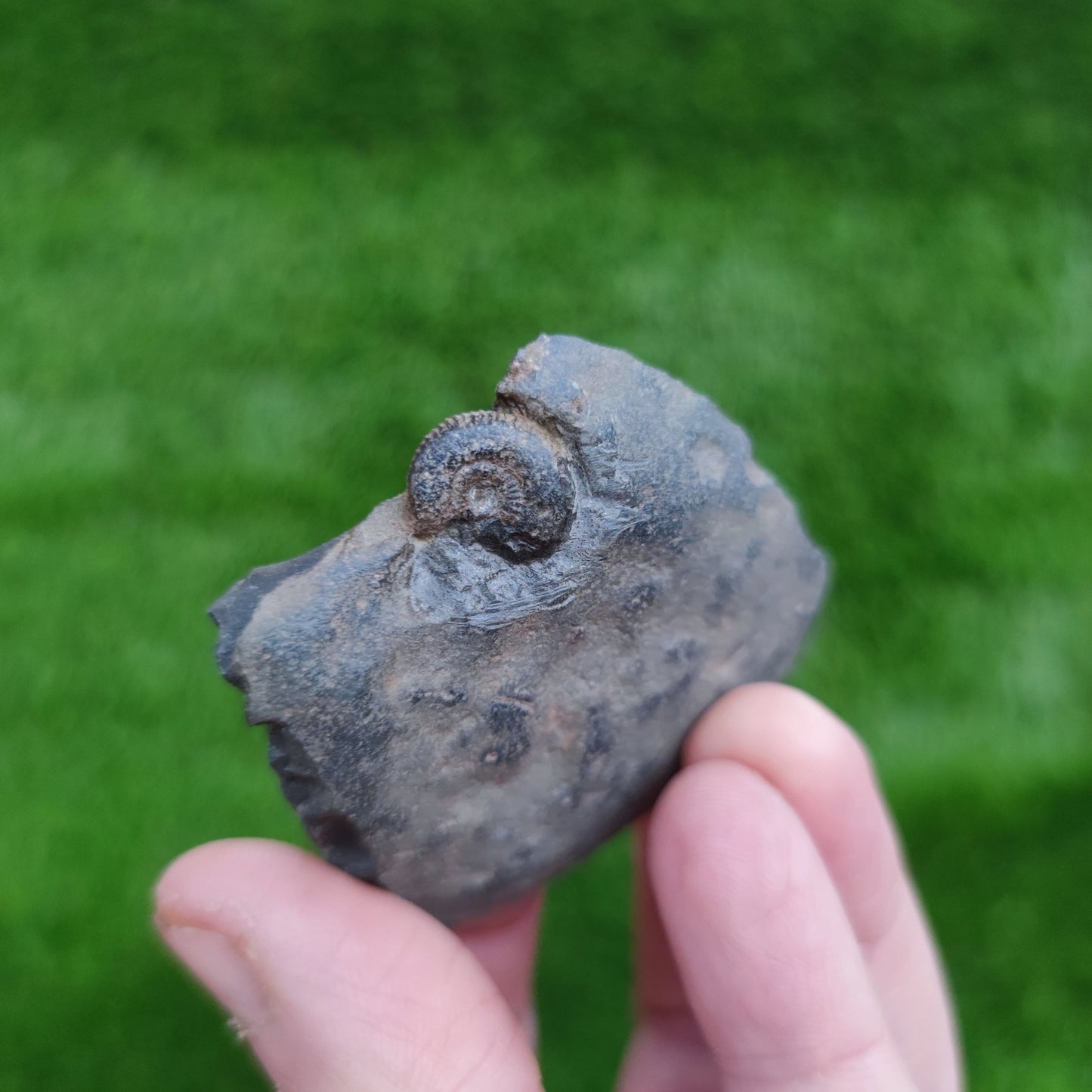Ammonite fossil dactylioceras North Yorkshire Fossils - North Yorkshire Fossils