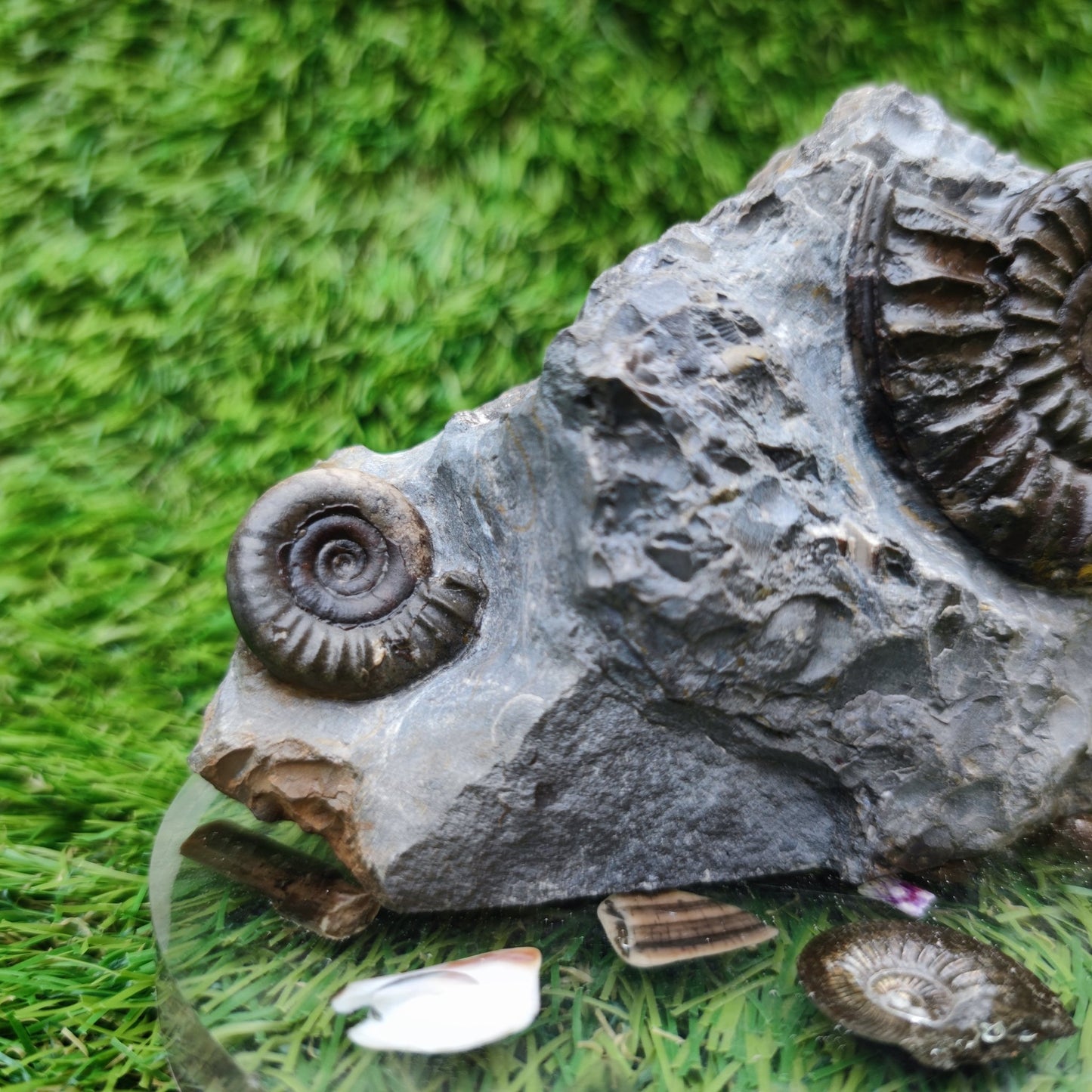 Ammonite fossil duo block on cut base Robin Hoods Bay - North Yorkshire Fossils
