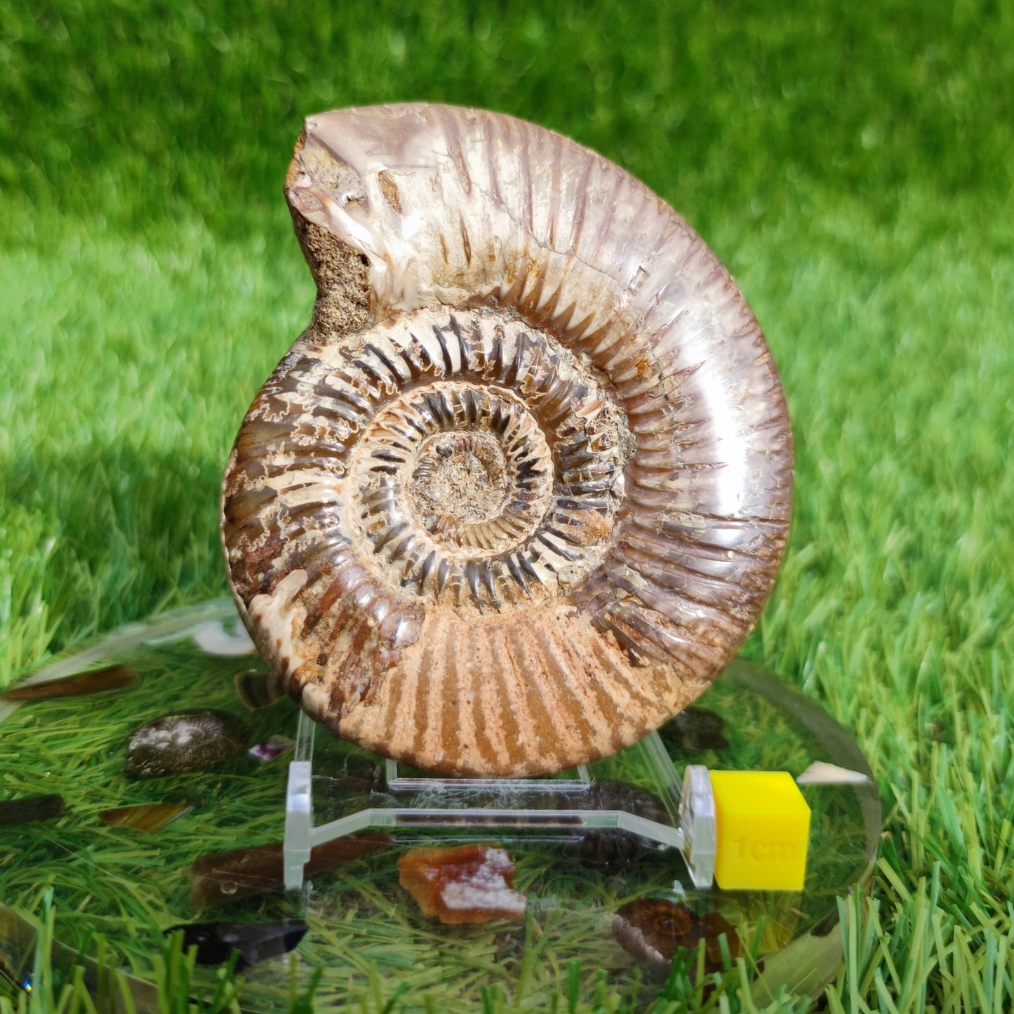 Ammonite fossil from Madagascar - North Yorkshire Fossils