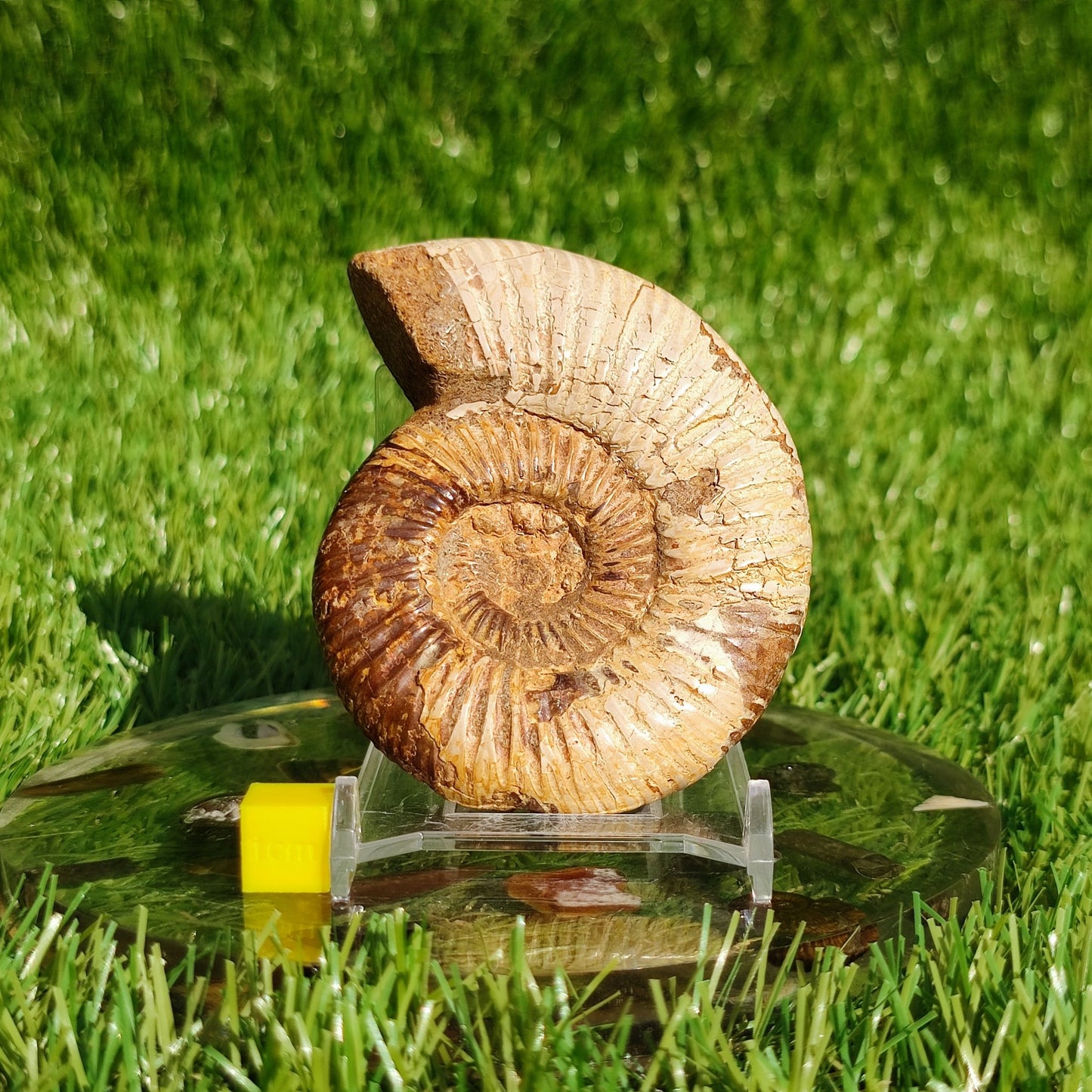 Ammonite fossil from Madagascar - North Yorkshire Fossils