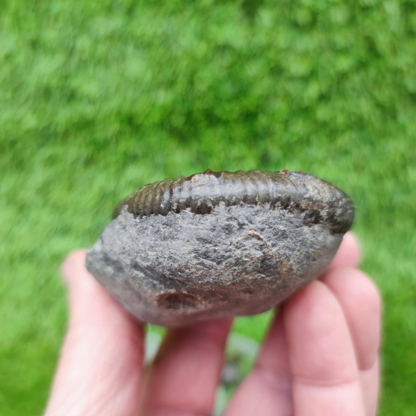 Ammonite fossil golden Port Mulgrave Yorkshire - North Yorkshire Fossils