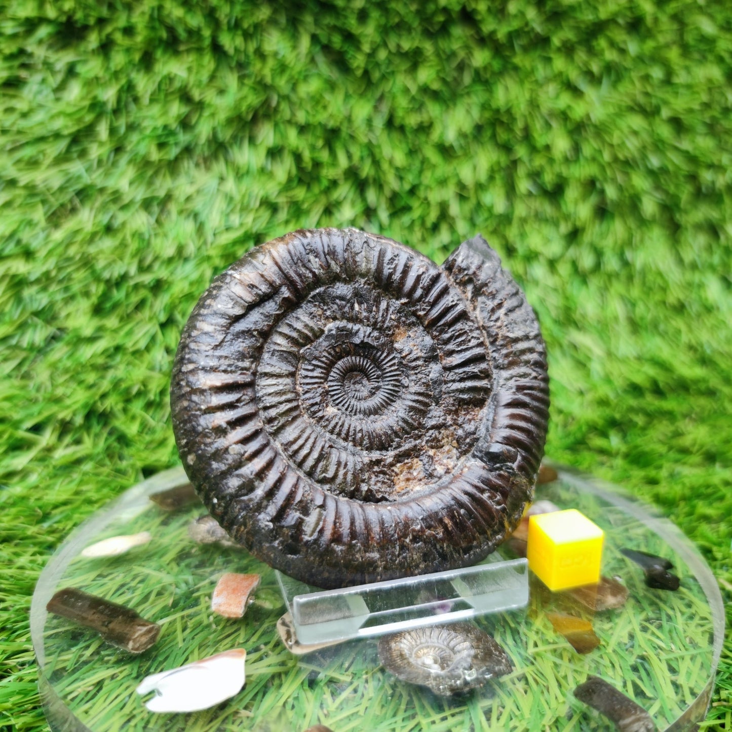 Ammonite fossil Jurassic coast Whitby Limestone nodule - North Yorkshire Fossils