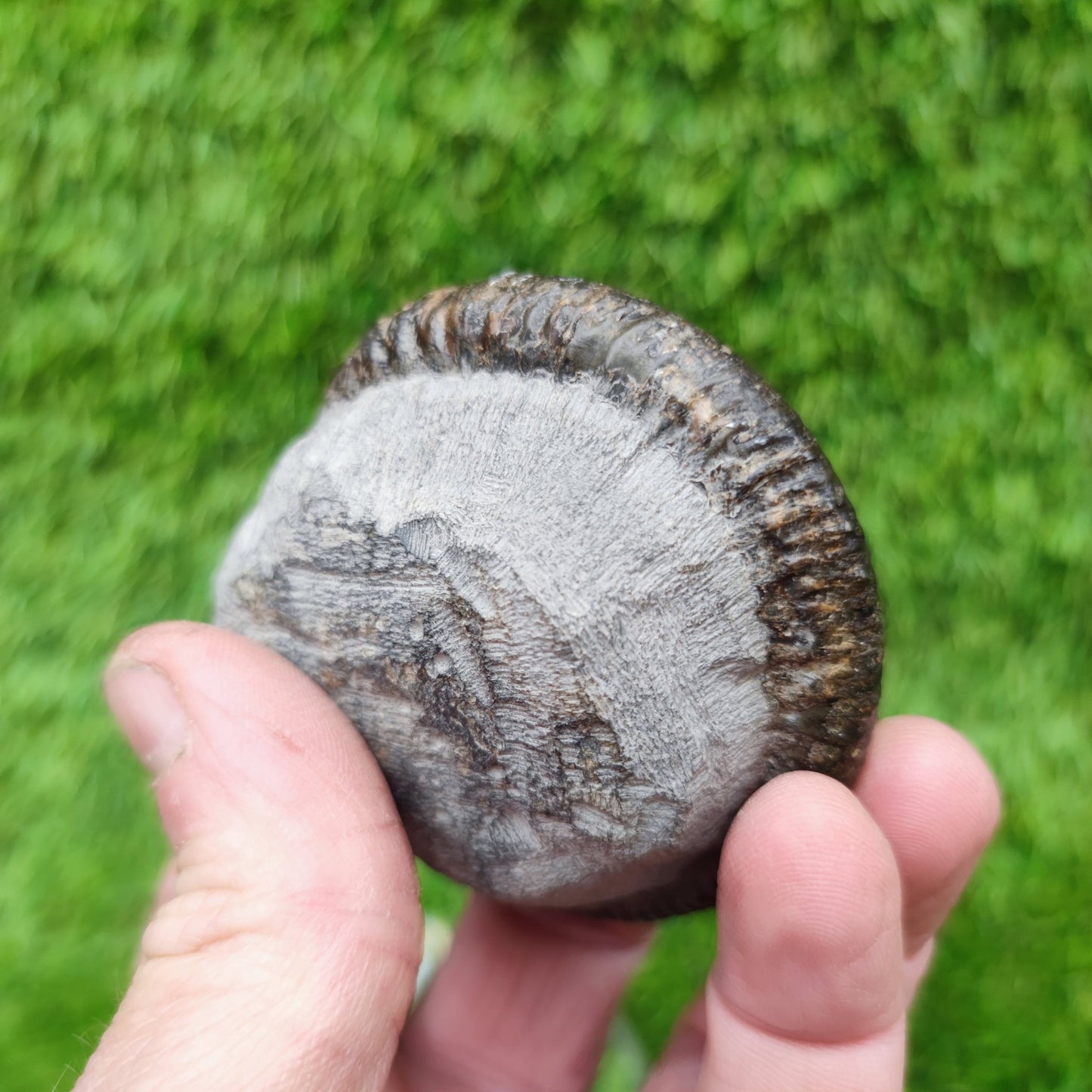 Ammonite fossil Jurassic coast Whitby Limestone nodule - North Yorkshire Fossils