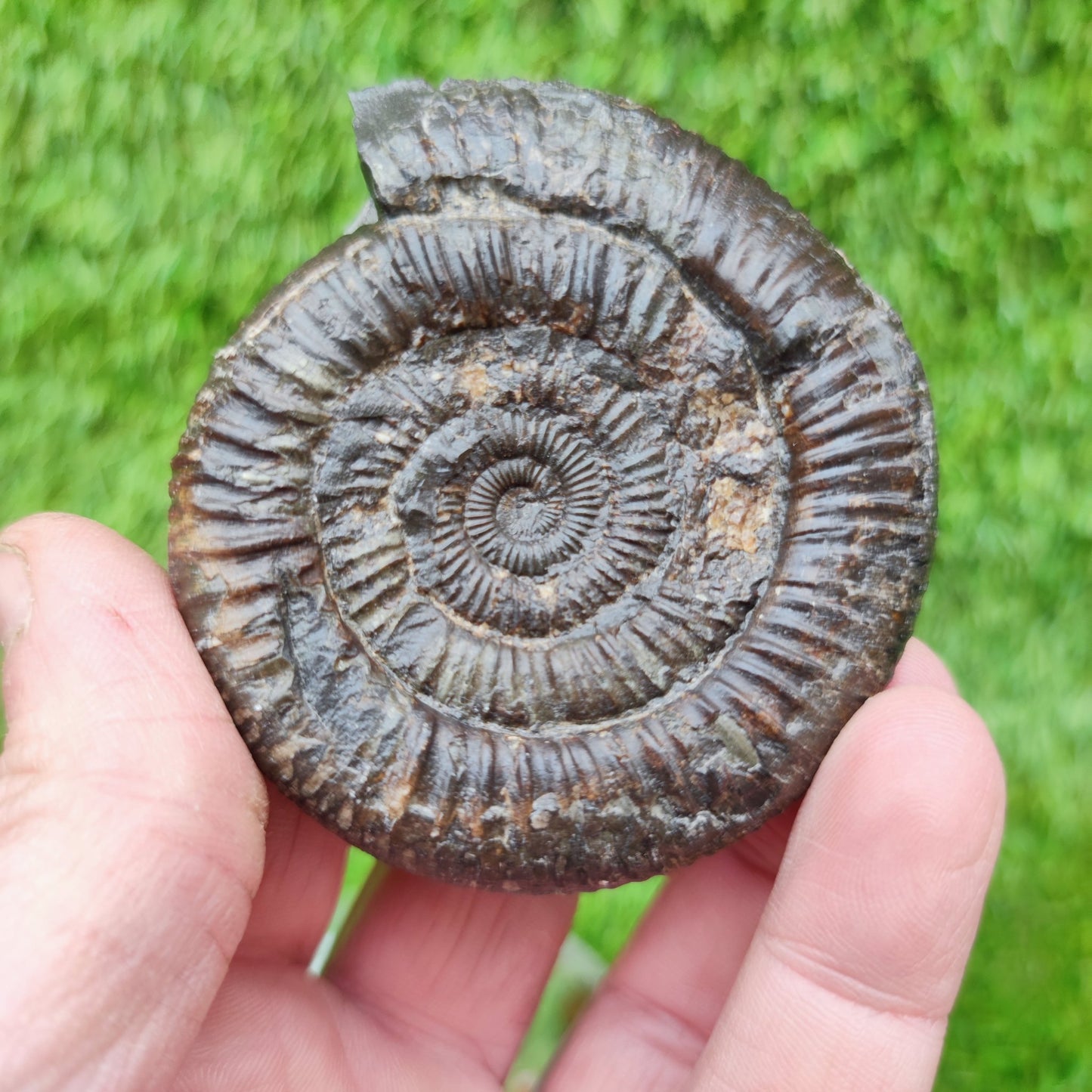 Ammonite fossil Jurassic coast Whitby Limestone nodule - North Yorkshire Fossils
