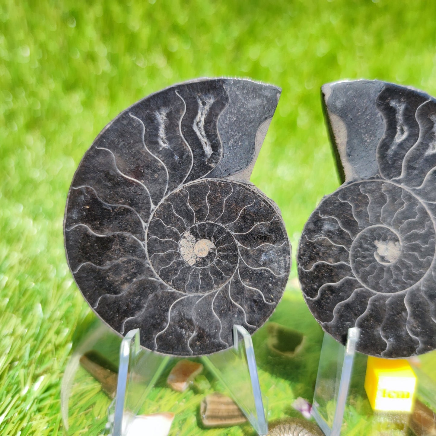 Ammonite fossil Madagascar polished - North Yorkshire Fossils