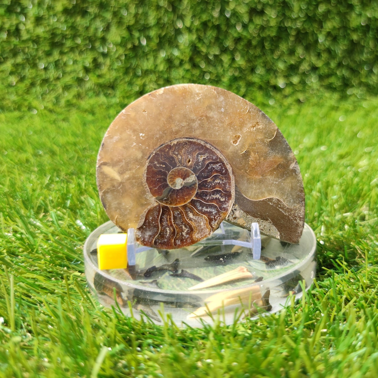 Ammonite fossil Madagascar polished single half - North Yorkshire Fossils