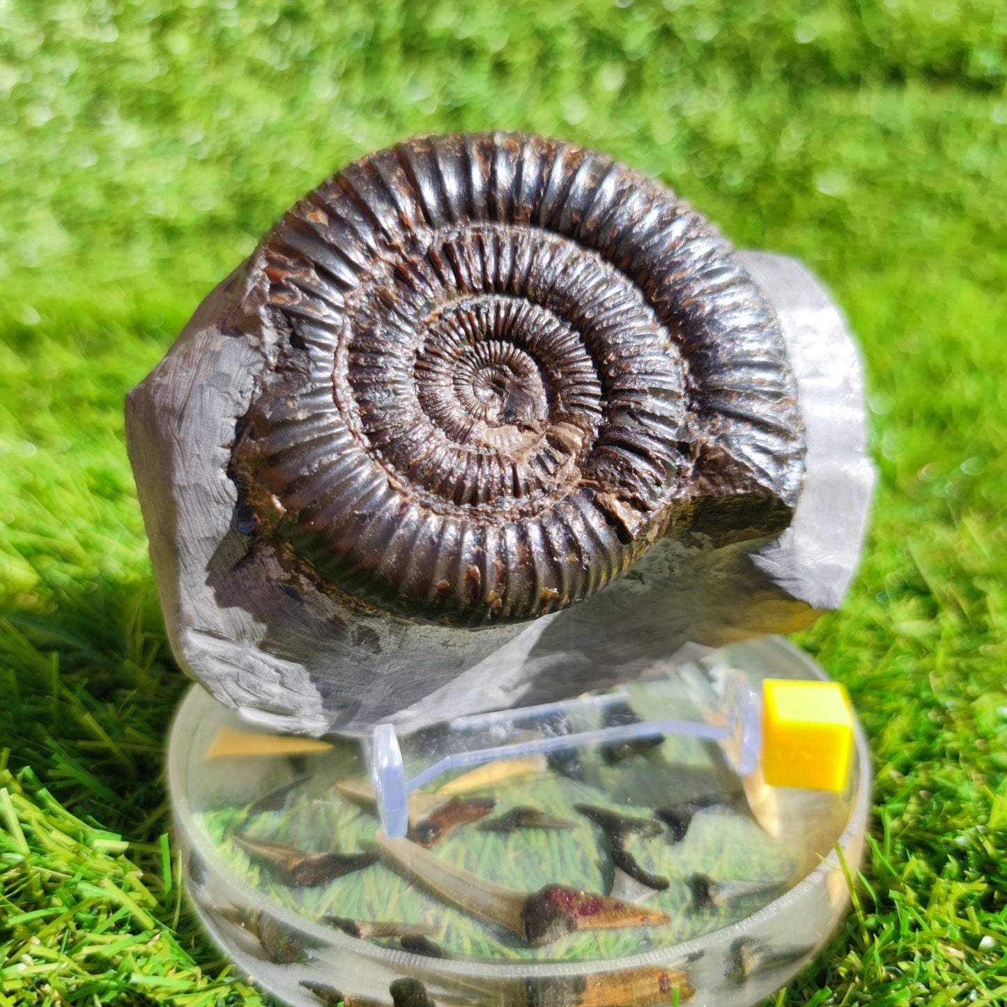 Ammonite fossil North Yorkshire Dactylioceras - North Yorkshire Fossils