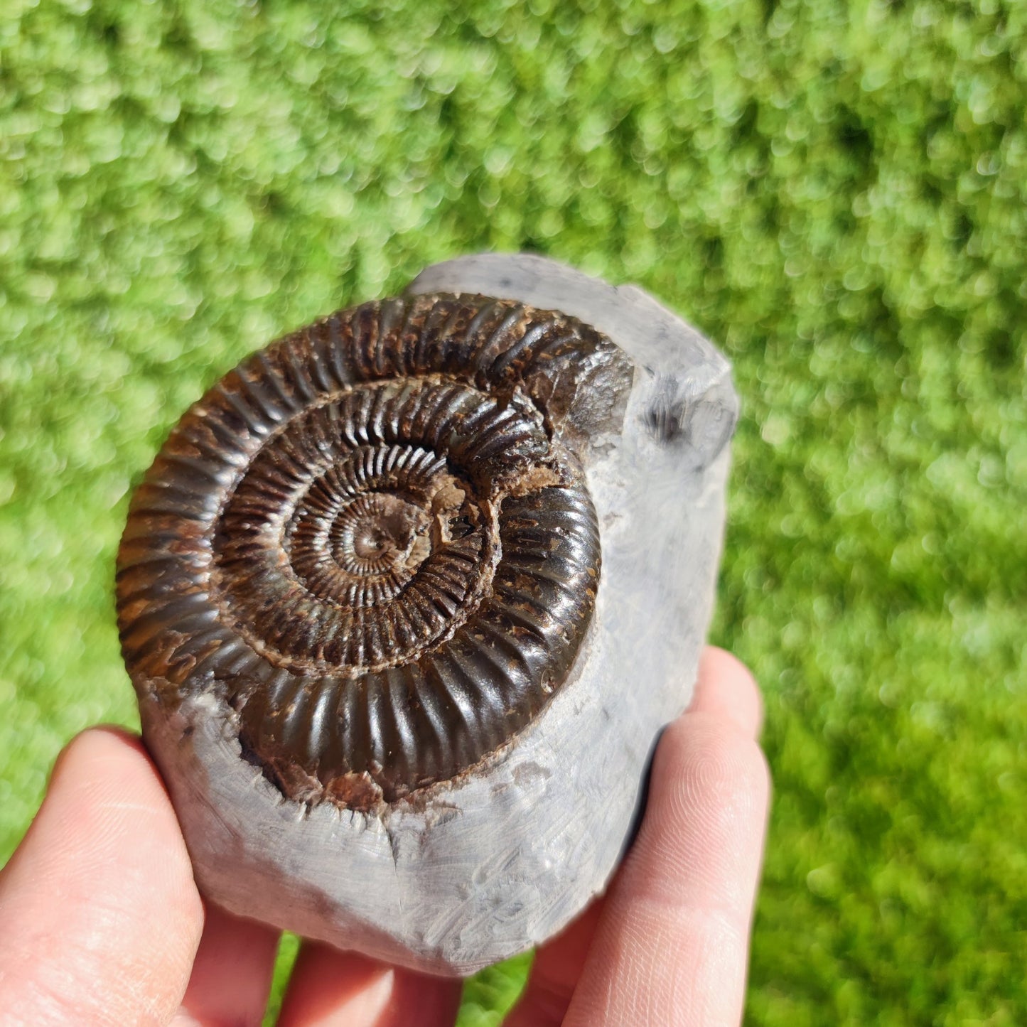 Ammonite fossil North Yorkshire Dactylioceras - North Yorkshire Fossils