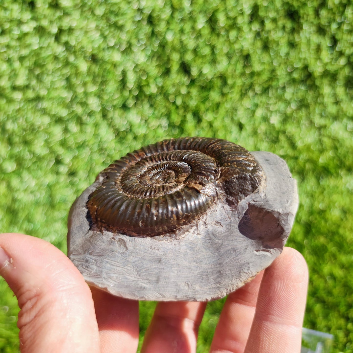 Ammonite fossil North Yorkshire Dactylioceras - North Yorkshire Fossils
