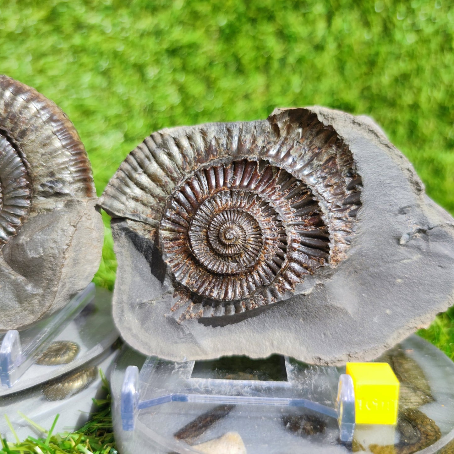 Ammonite fossil North Yorkshire Fossils split pair large - North Yorkshire Fossils