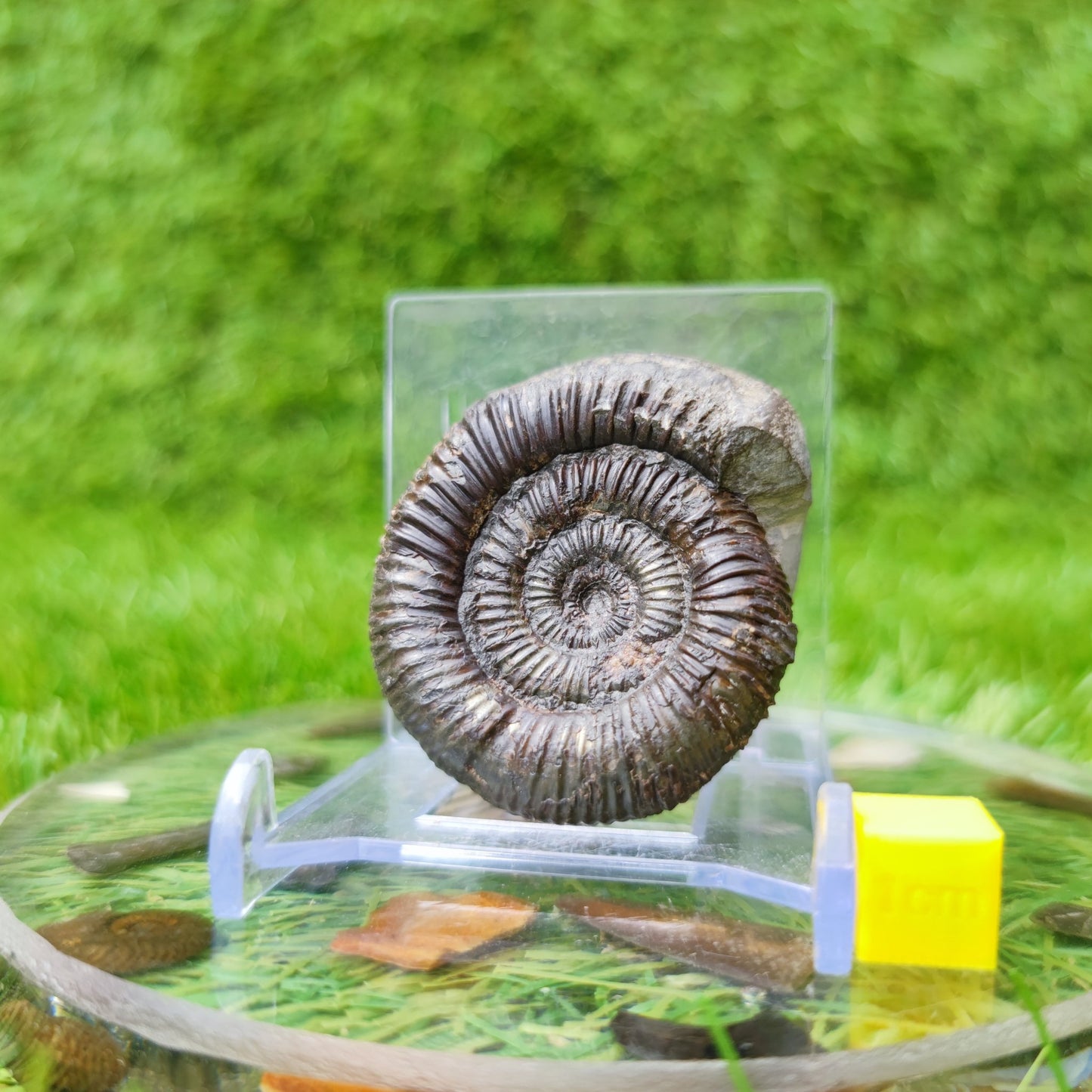 Ammonite fossil North Yorkshire UK - North Yorkshire Fossils