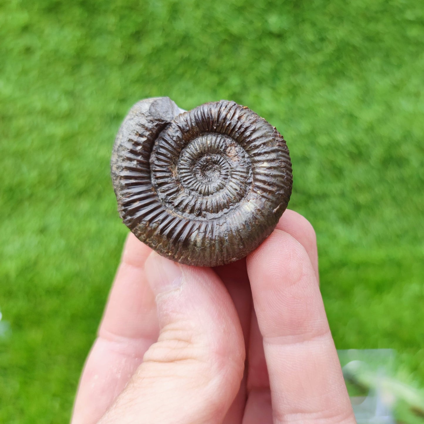 Ammonite fossil North Yorkshire UK - North Yorkshire Fossils