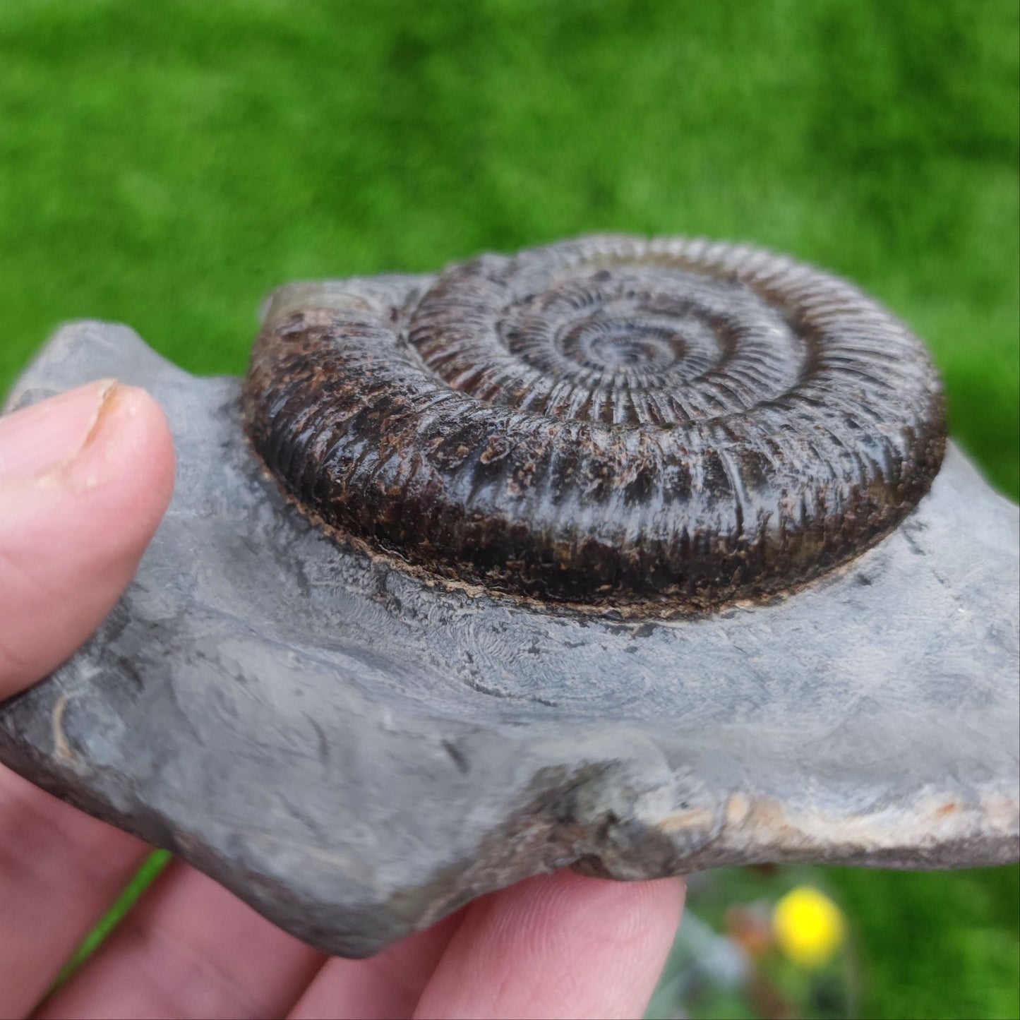 Ammonite fossil Peronoceras Whitby North Yorkshire Fossils - North Yorkshire Fossils