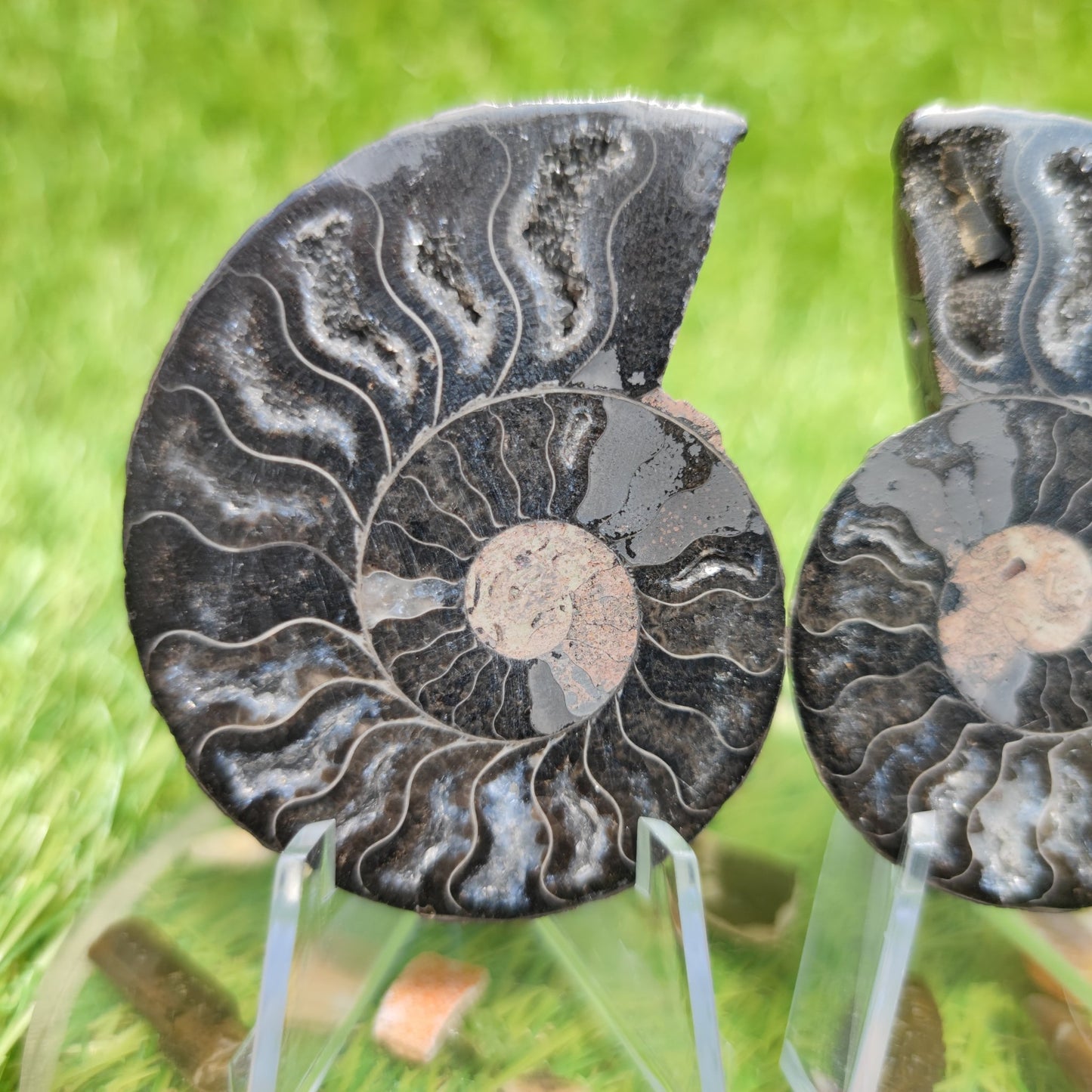 Ammonite fossil polished - North Yorkshire Fossils