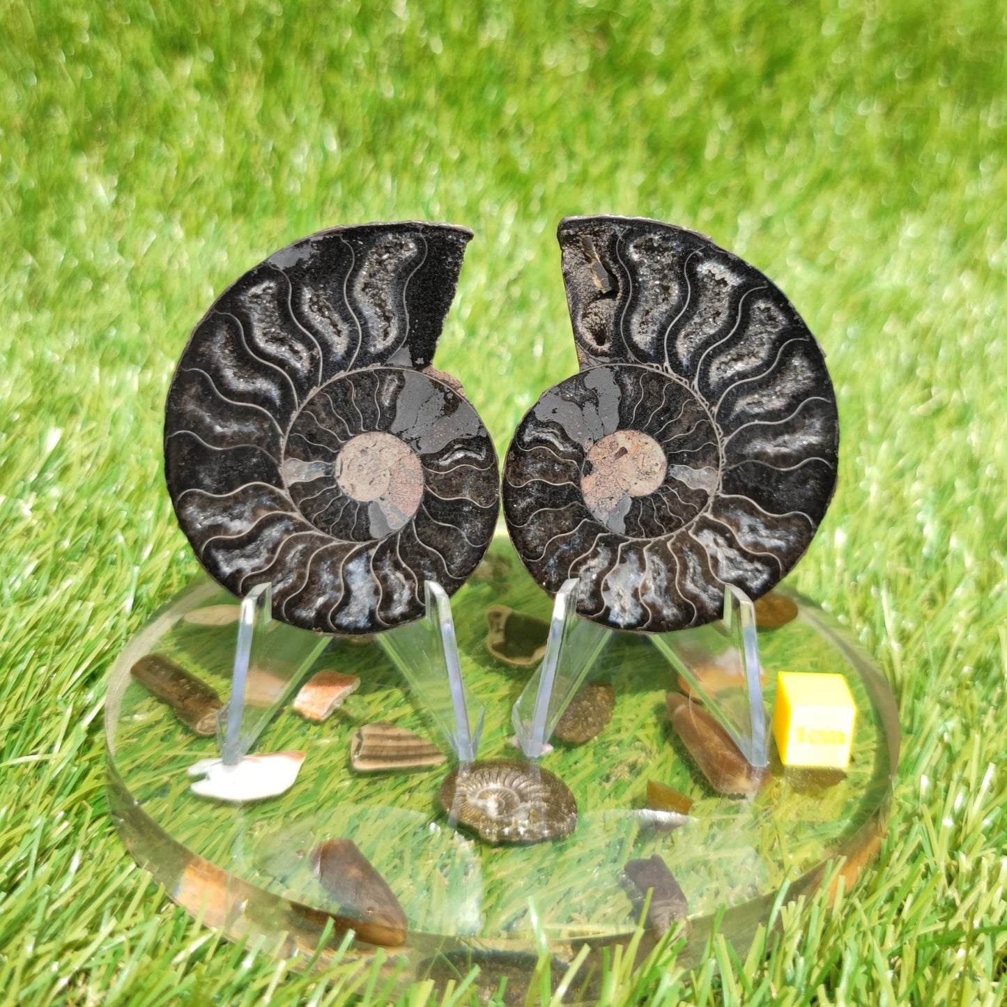 Ammonite fossil polished - North Yorkshire Fossils