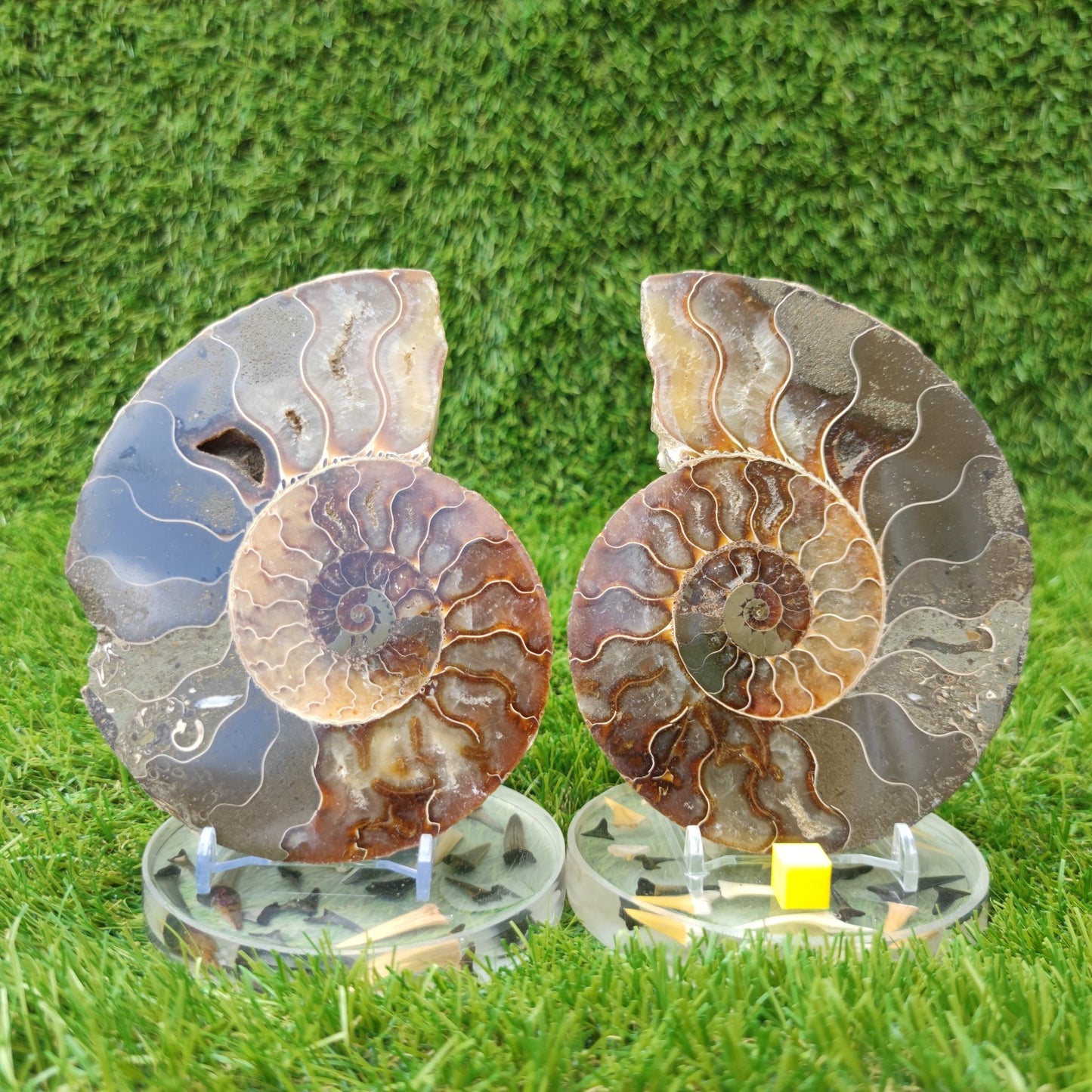 Ammonite fossil polished large - North Yorkshire Fossils