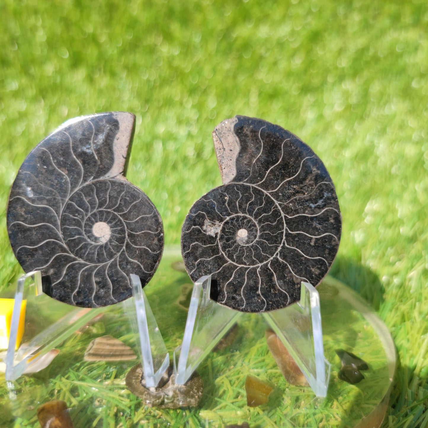 Ammonite fossil polished Madagascar - North Yorkshire Fossils