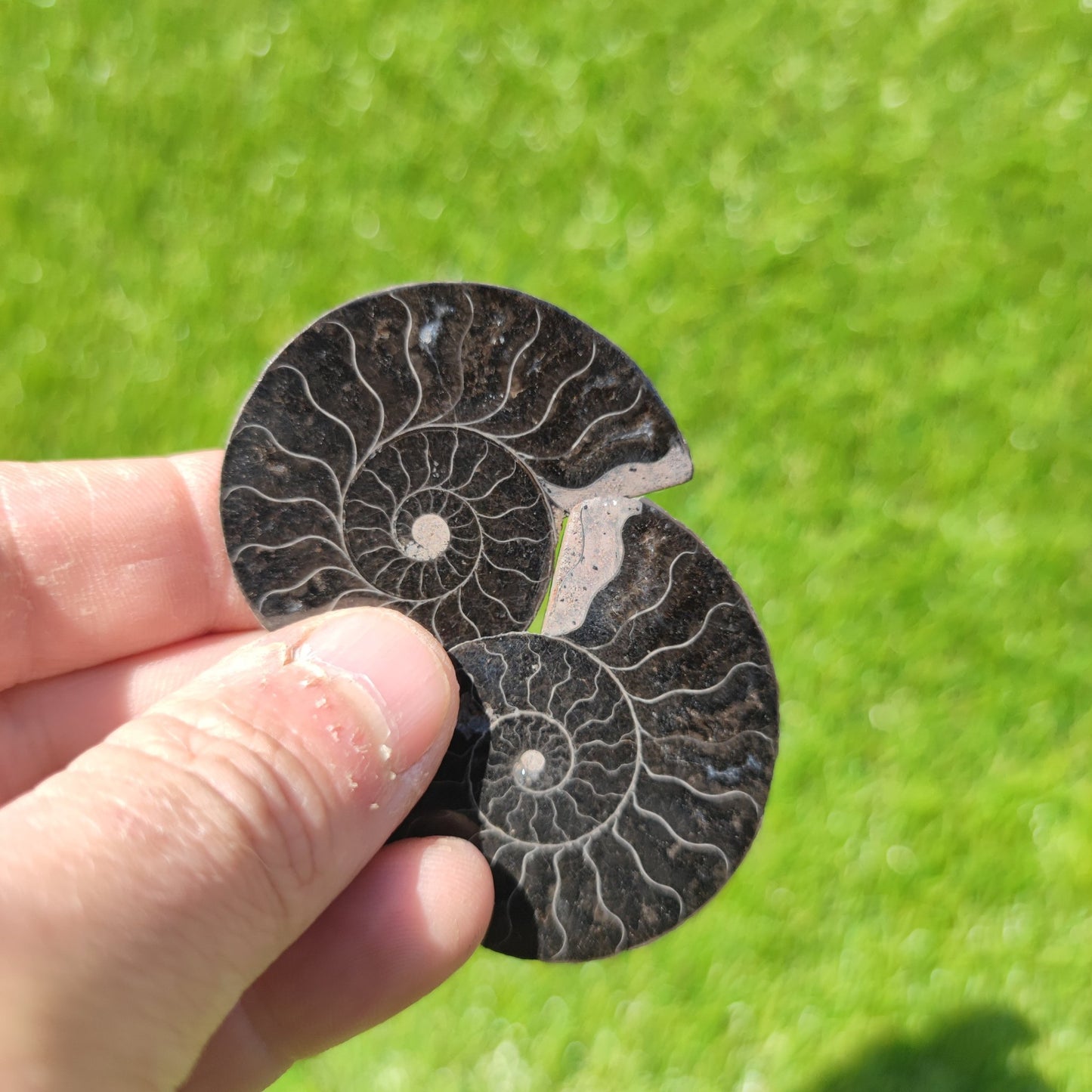 Ammonite fossil polished Madagascar - North Yorkshire Fossils