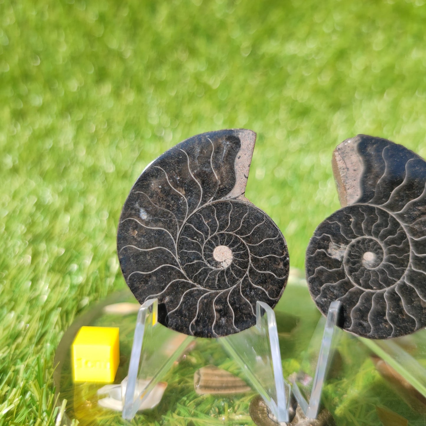 Ammonite fossil polished Madagascar - North Yorkshire Fossils