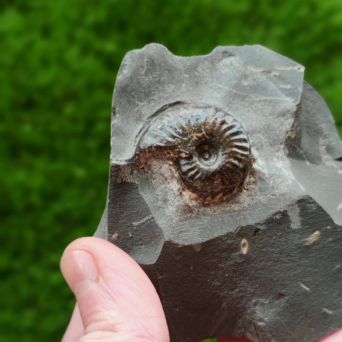 Ammonite fossil pseudolioceras North Yorkshire fossils - North Yorkshire Fossils