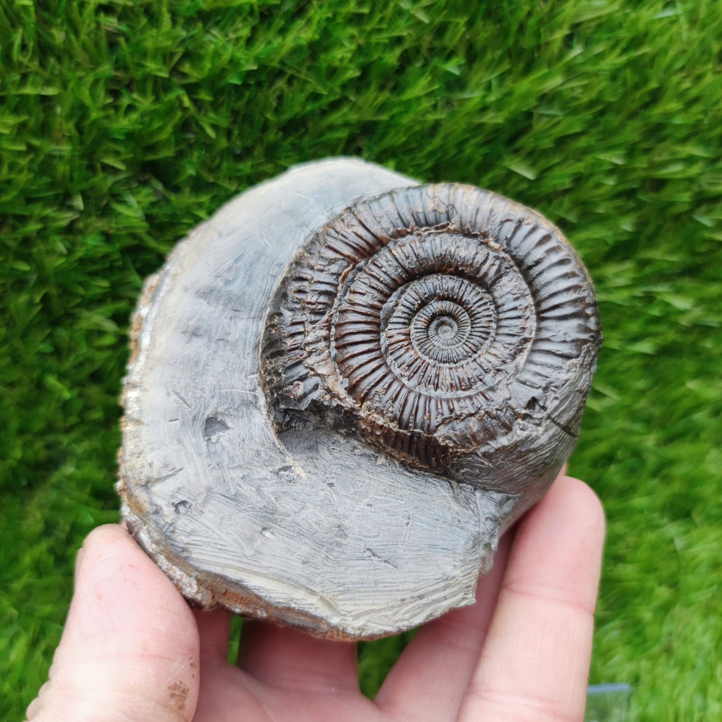 Ammonite fossil Runswick bay Yorkshire - North Yorkshire Fossils