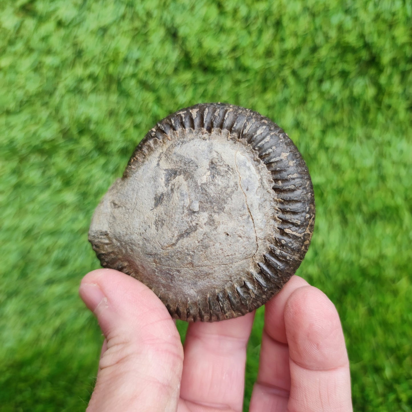 Ammonite Fossil Runswick Bay Yorkshire UK - North Yorkshire Fossils