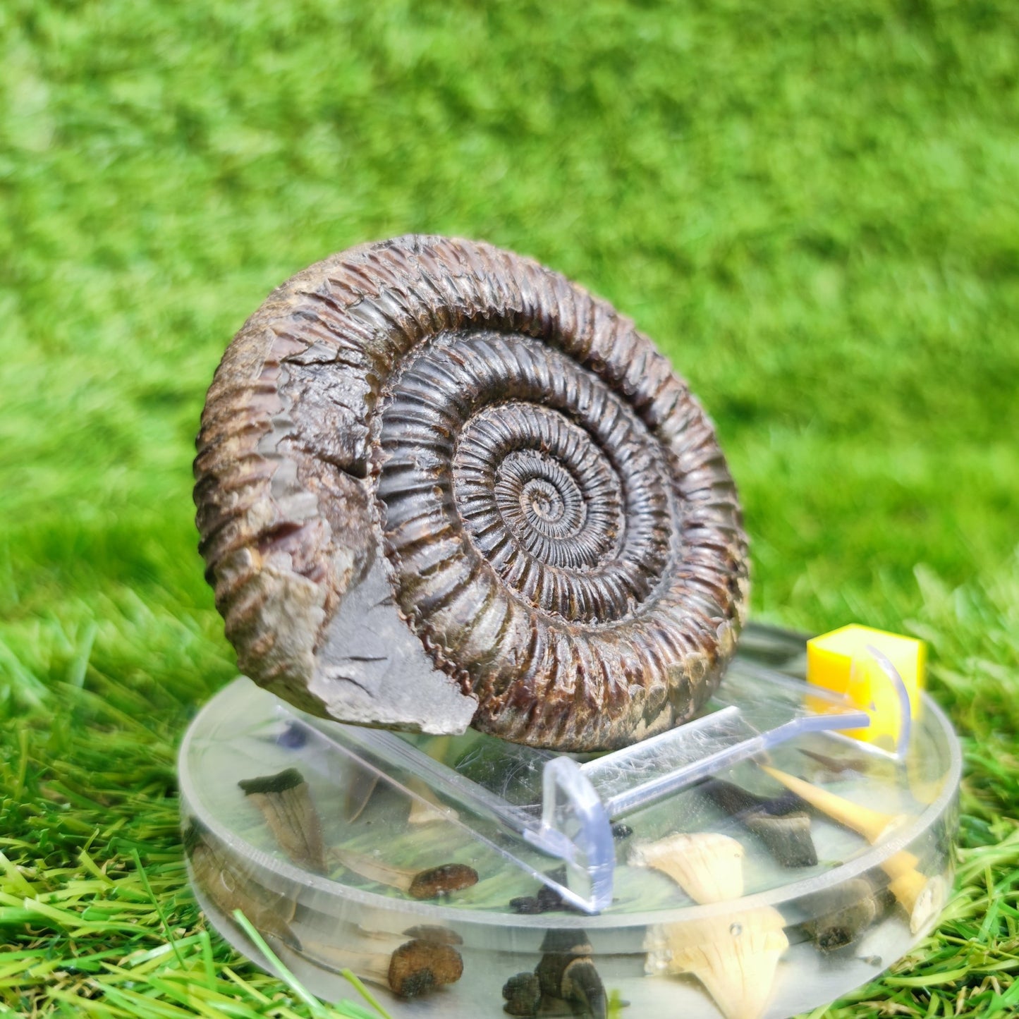 Ammonite Fossil Runswick Bay Yorkshire UK - North Yorkshire Fossils