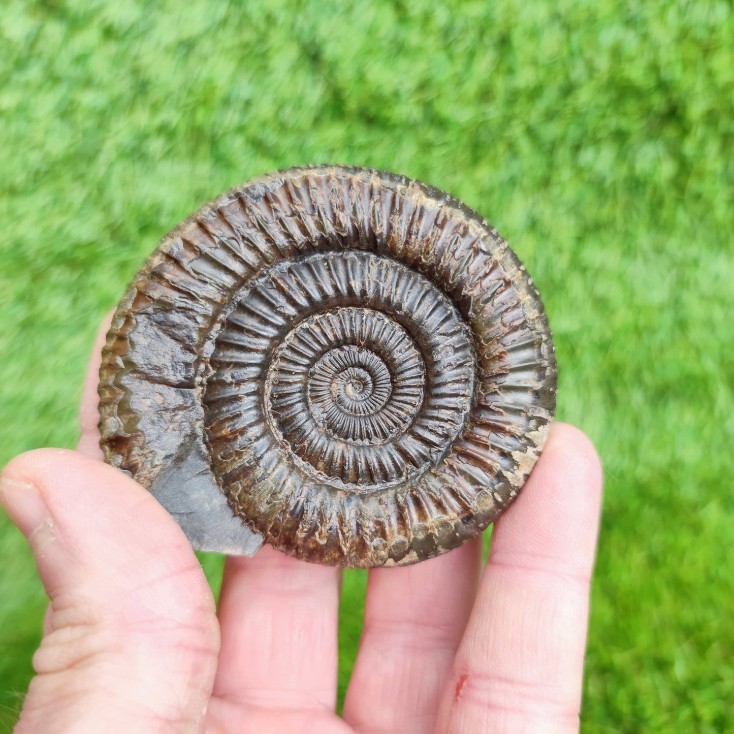Ammonite Fossil Runswick Bay Yorkshire UK - North Yorkshire Fossils