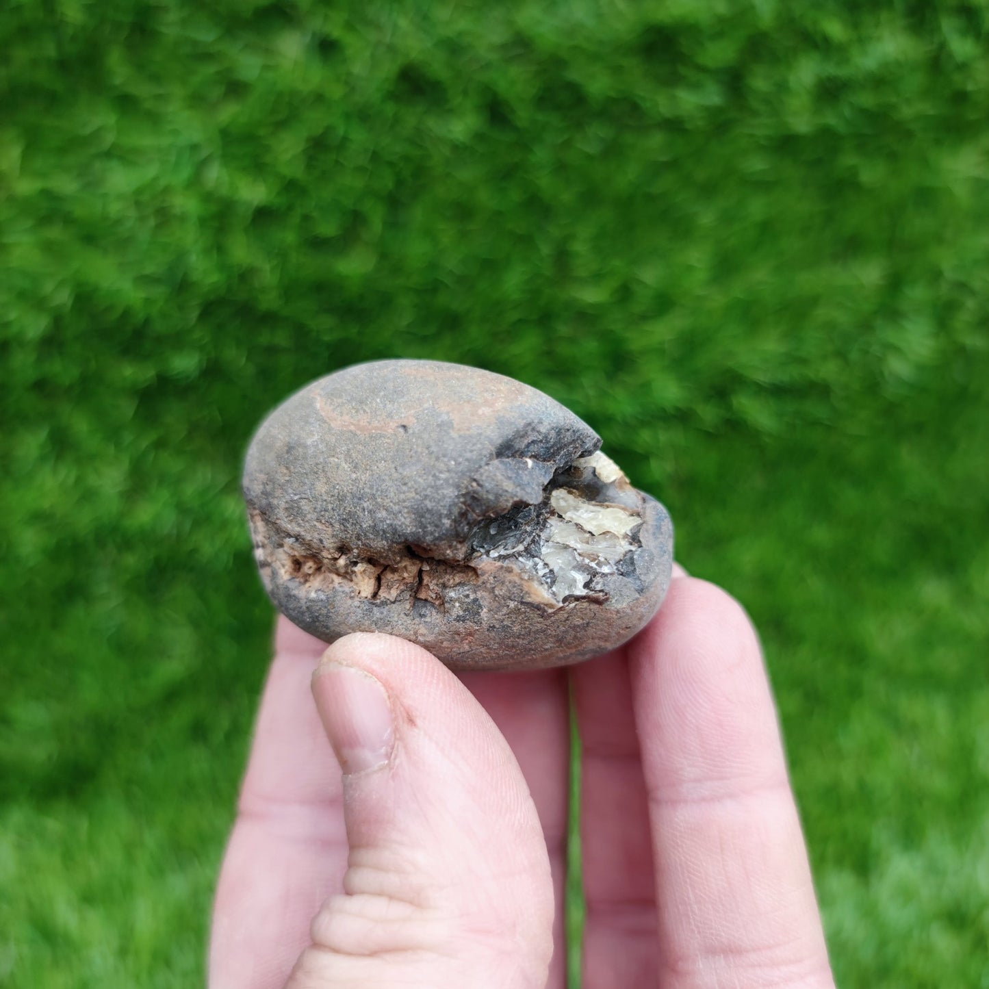 Ammonite fossil split pair - North Yorkshire Fossils