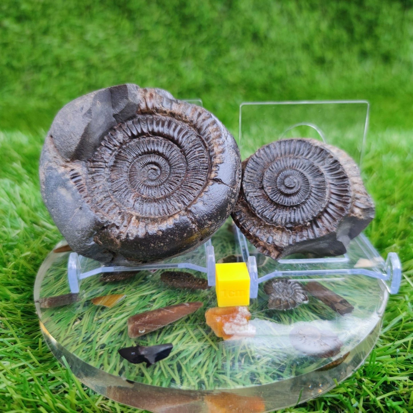 Ammonite fossil split pair North Yorkshire Fossils - North Yorkshire Fossils