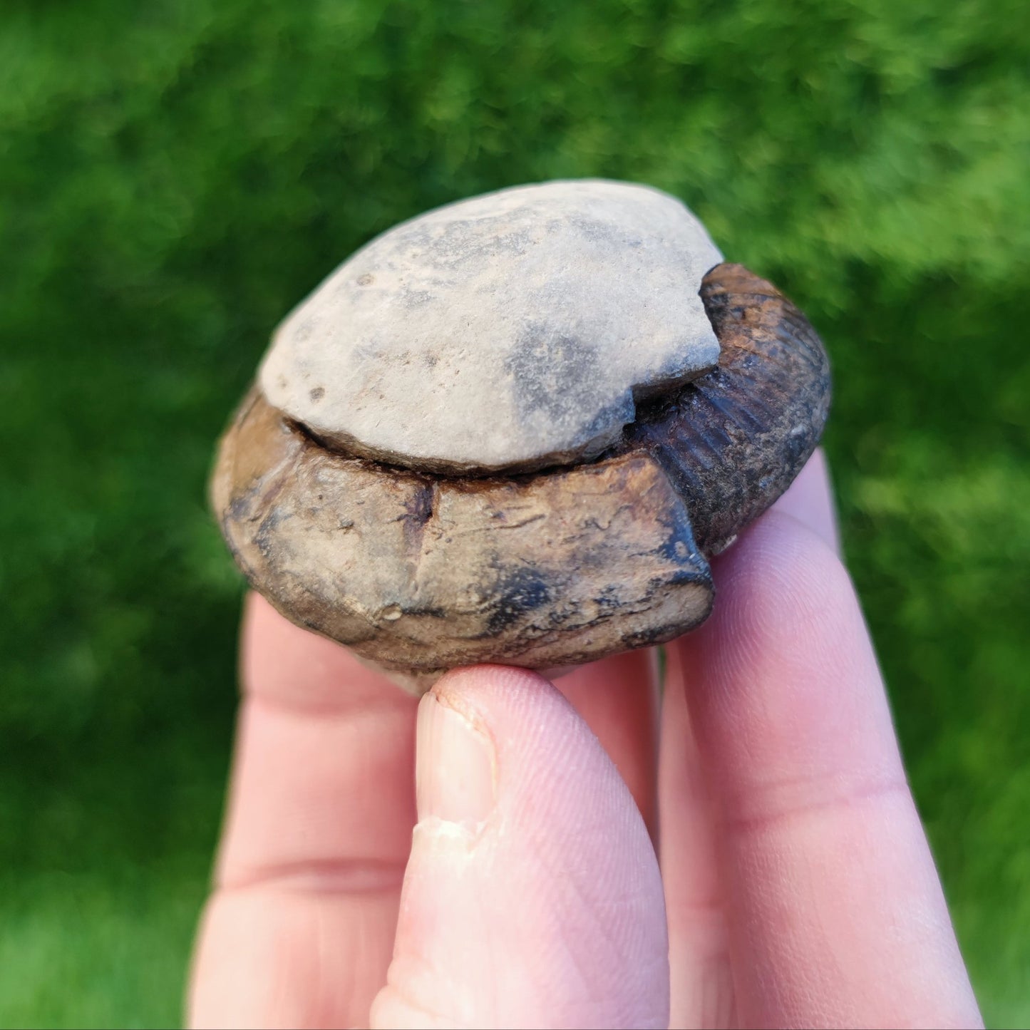 Ammonite fossil split pair North Yorkshire fossils - North Yorkshire Fossils