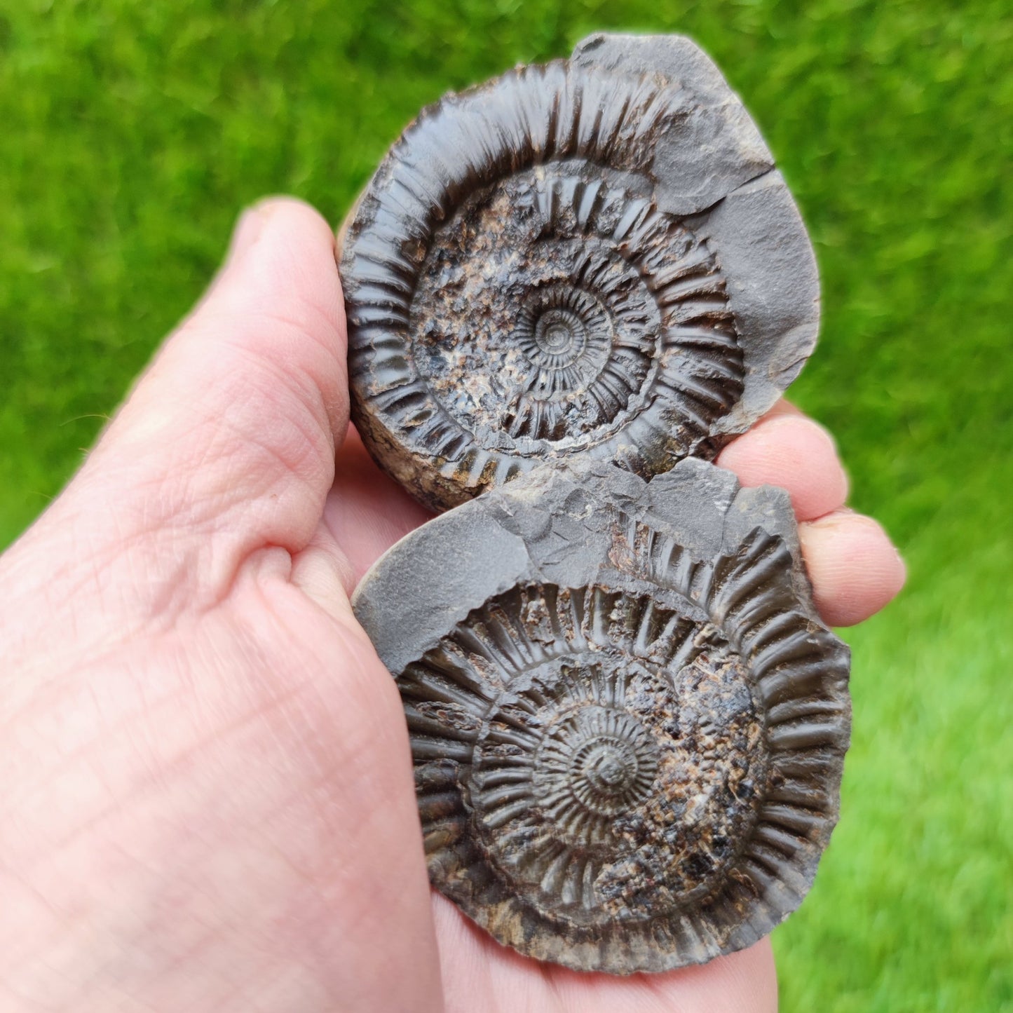 Ammonite fossil split pair North Yorkshire UK - North Yorkshire Fossils