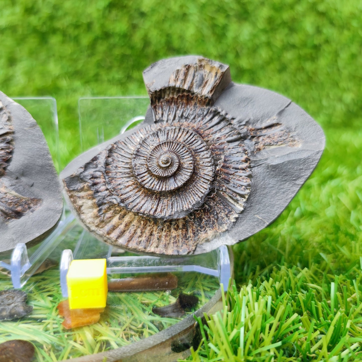 Ammonite fossil split pair North Yorkshire UK - North Yorkshire Fossils