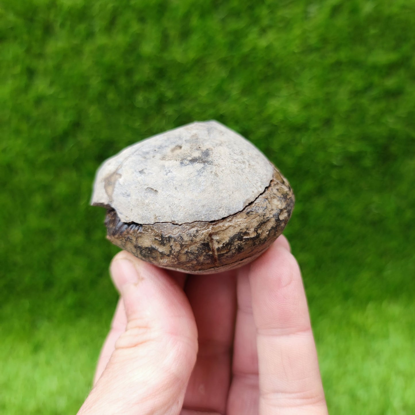 Ammonite fossil split pair North Yorkshire UK - North Yorkshire Fossils