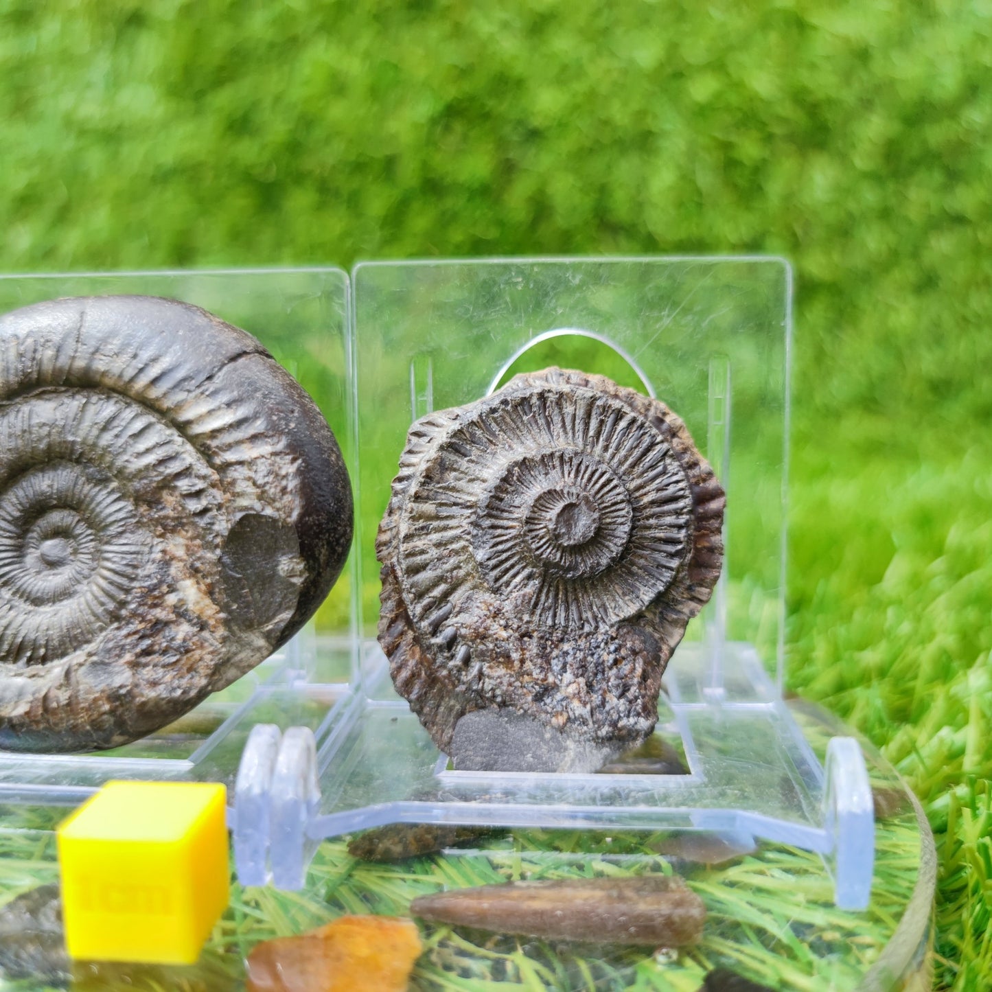 Ammonite fossil split pair North Yorkshire UK - North Yorkshire Fossils