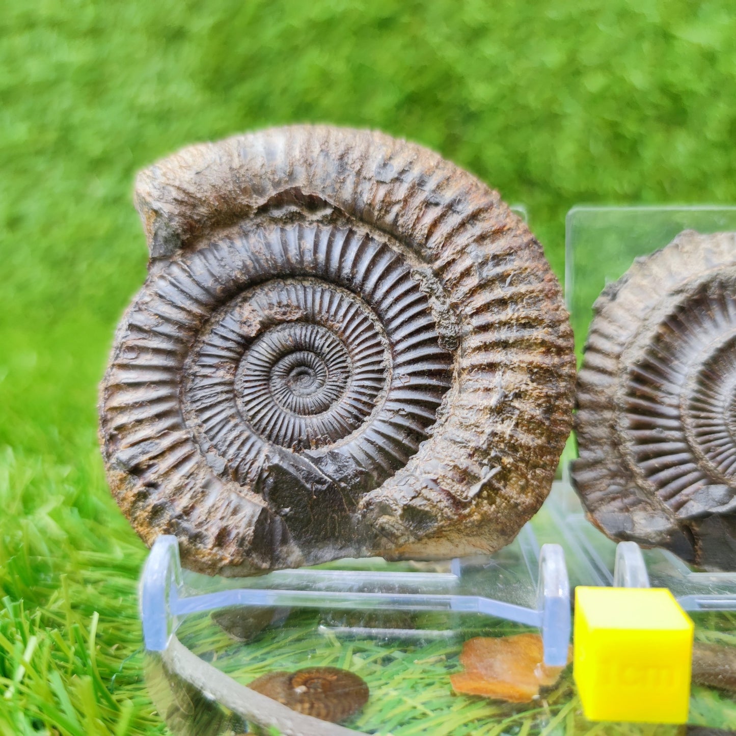 Ammonite fossil split pair North Yorkshire UK - North Yorkshire Fossils