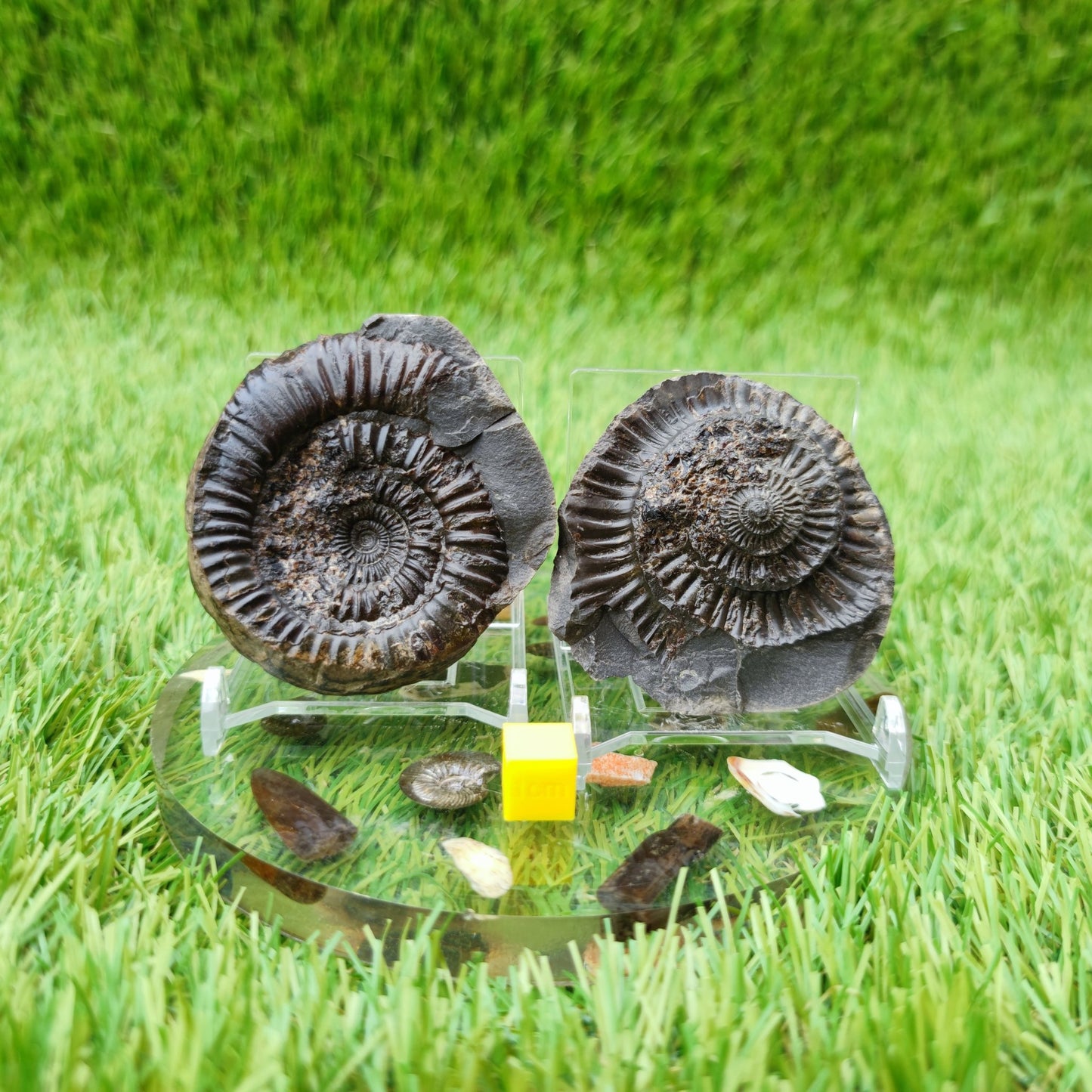 Ammonite fossil split pair North Yorkshire UK - North Yorkshire Fossils