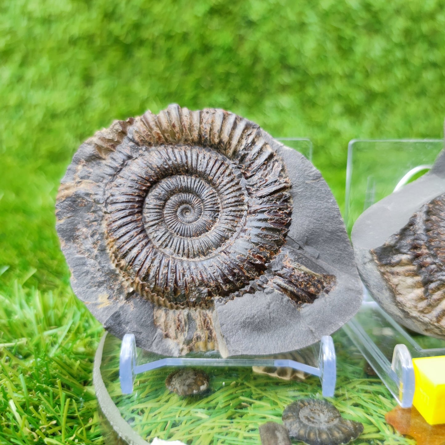 Ammonite fossil split pair North Yorkshire UK - North Yorkshire Fossils