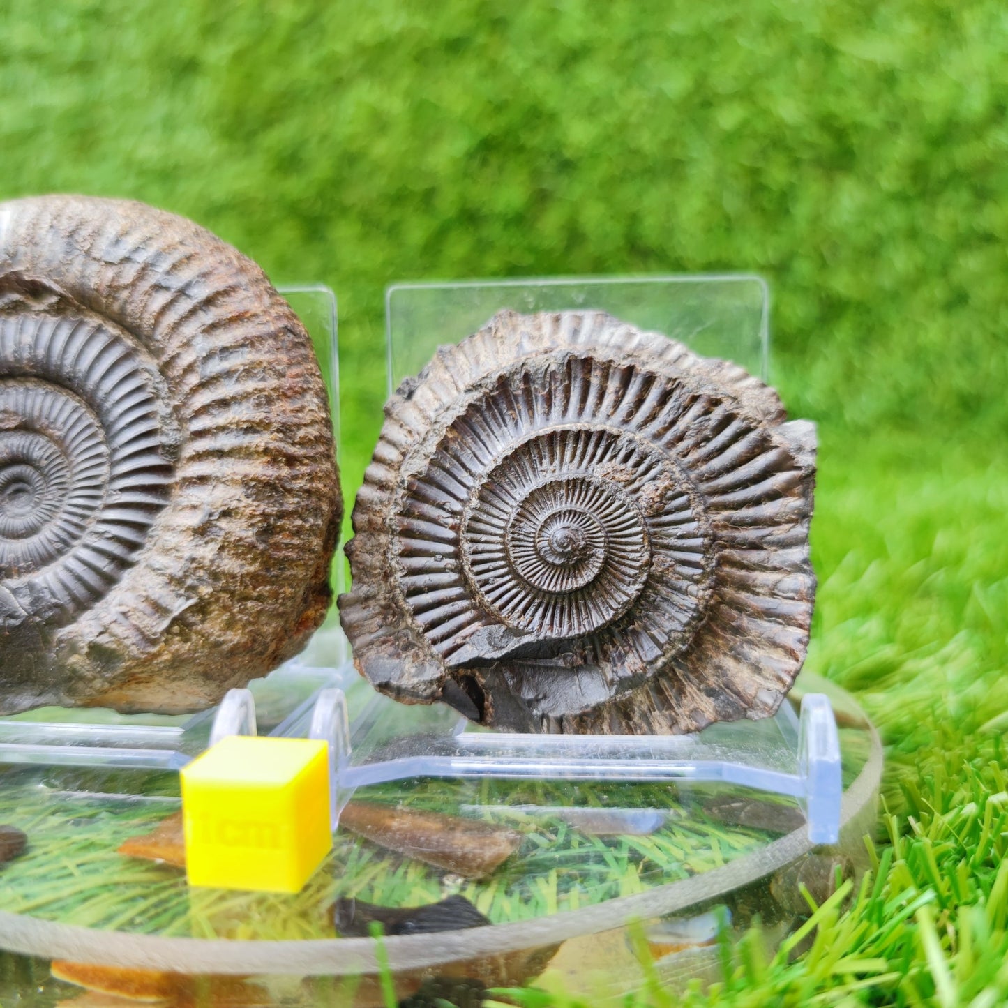 Ammonite fossil split pair North Yorkshire UK - North Yorkshire Fossils