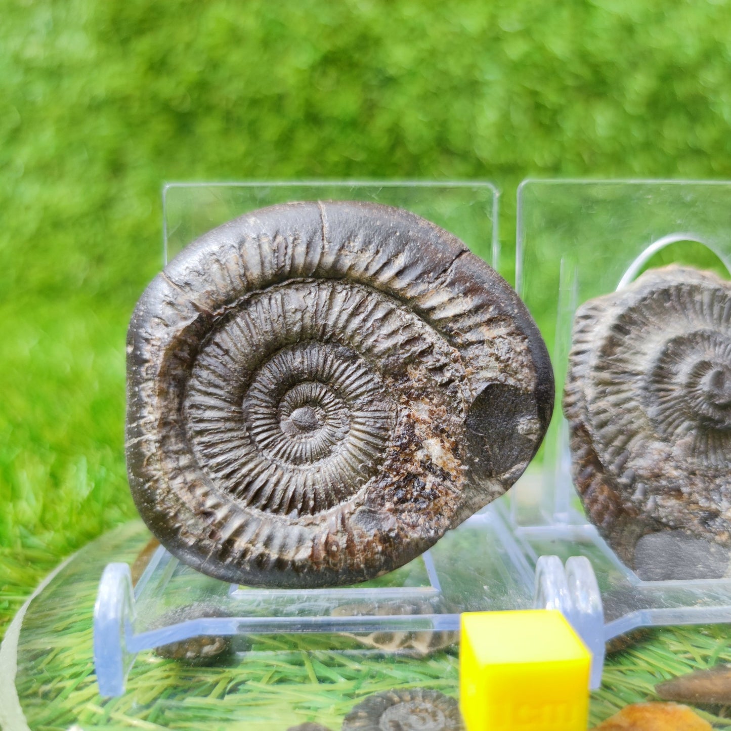 Ammonite fossil split pair North Yorkshire UK - North Yorkshire Fossils