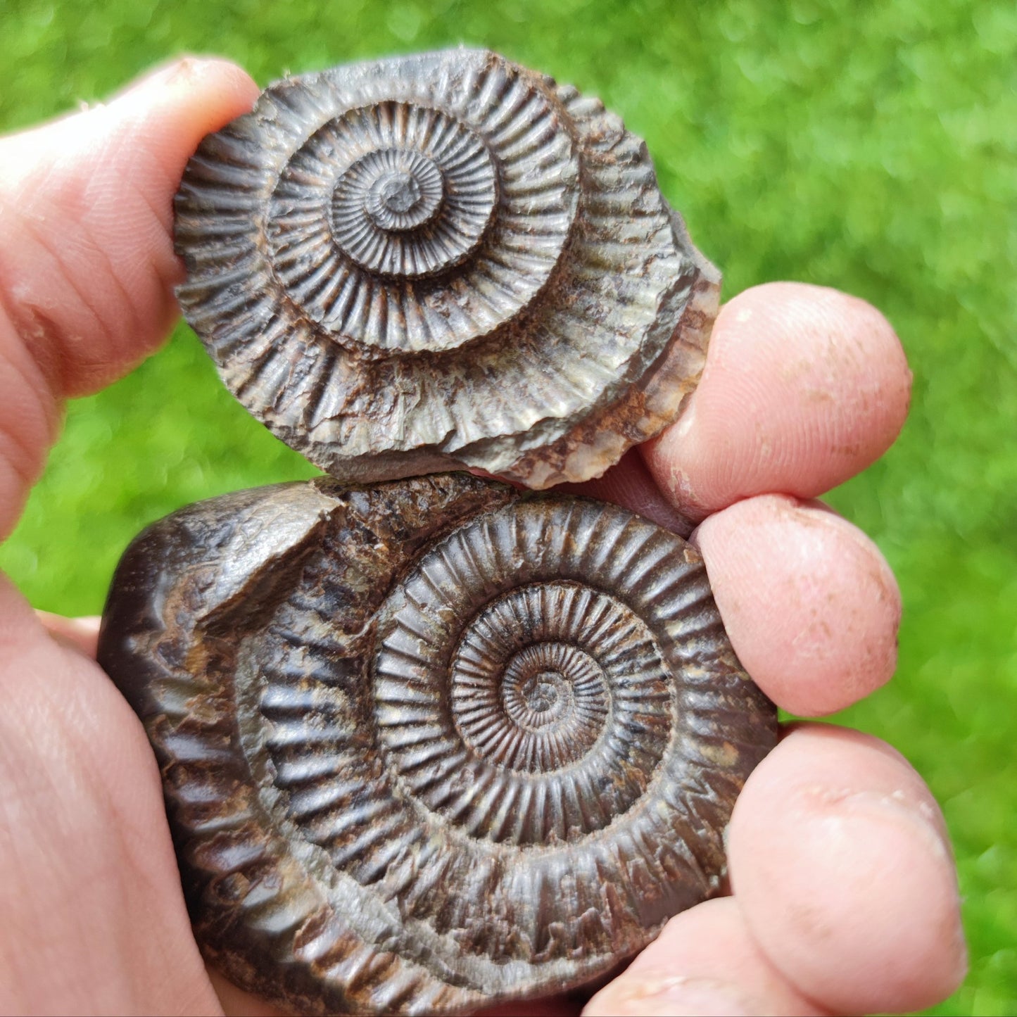 Ammonite fossil split pair North Yorkshire UK - North Yorkshire Fossils