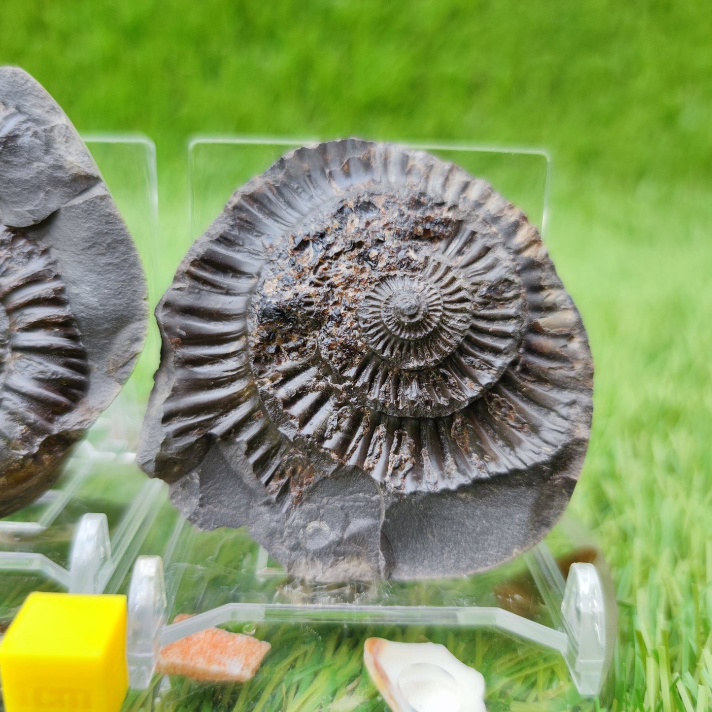 Ammonite fossil split pair North Yorkshire UK - North Yorkshire Fossils