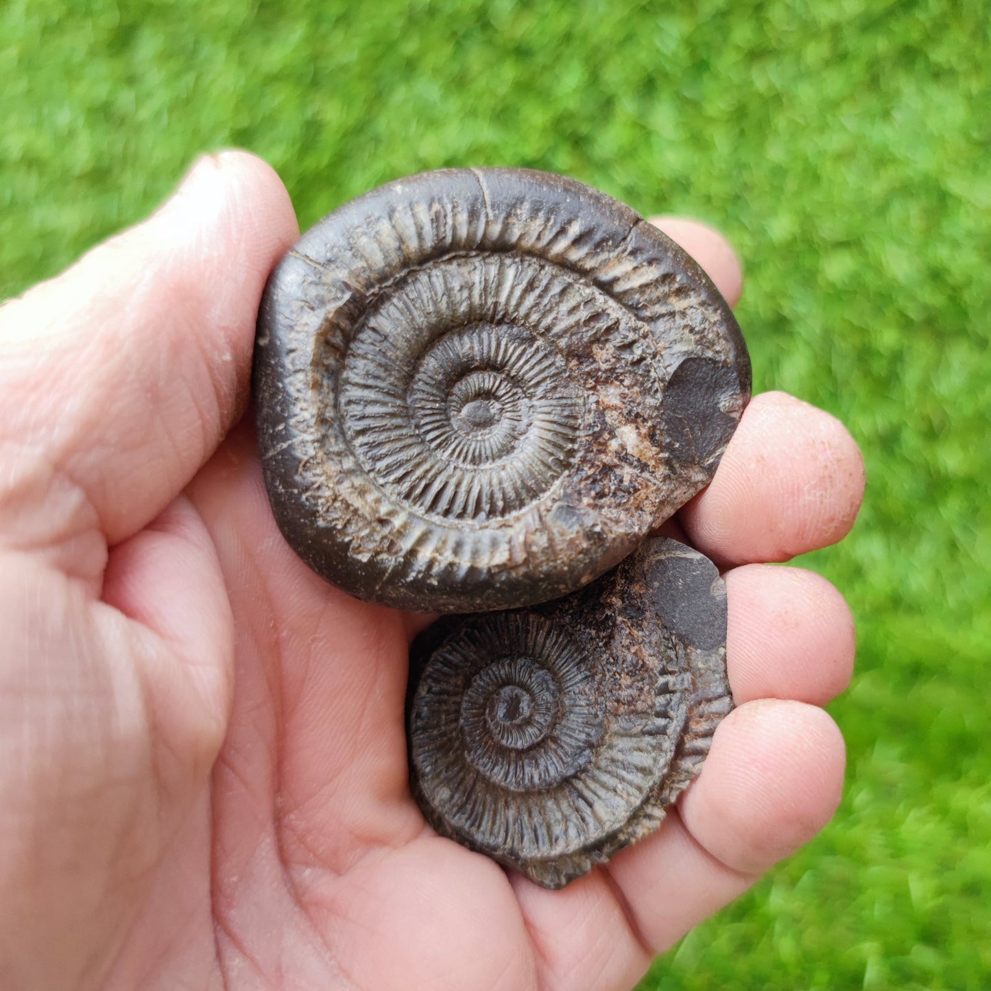 Ammonite fossil split pair North Yorkshire UK - North Yorkshire Fossils