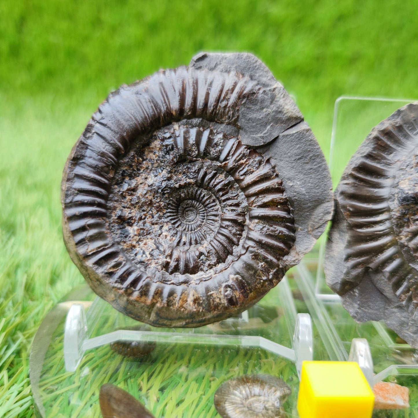 Ammonite fossil split pair North Yorkshire UK - North Yorkshire Fossils