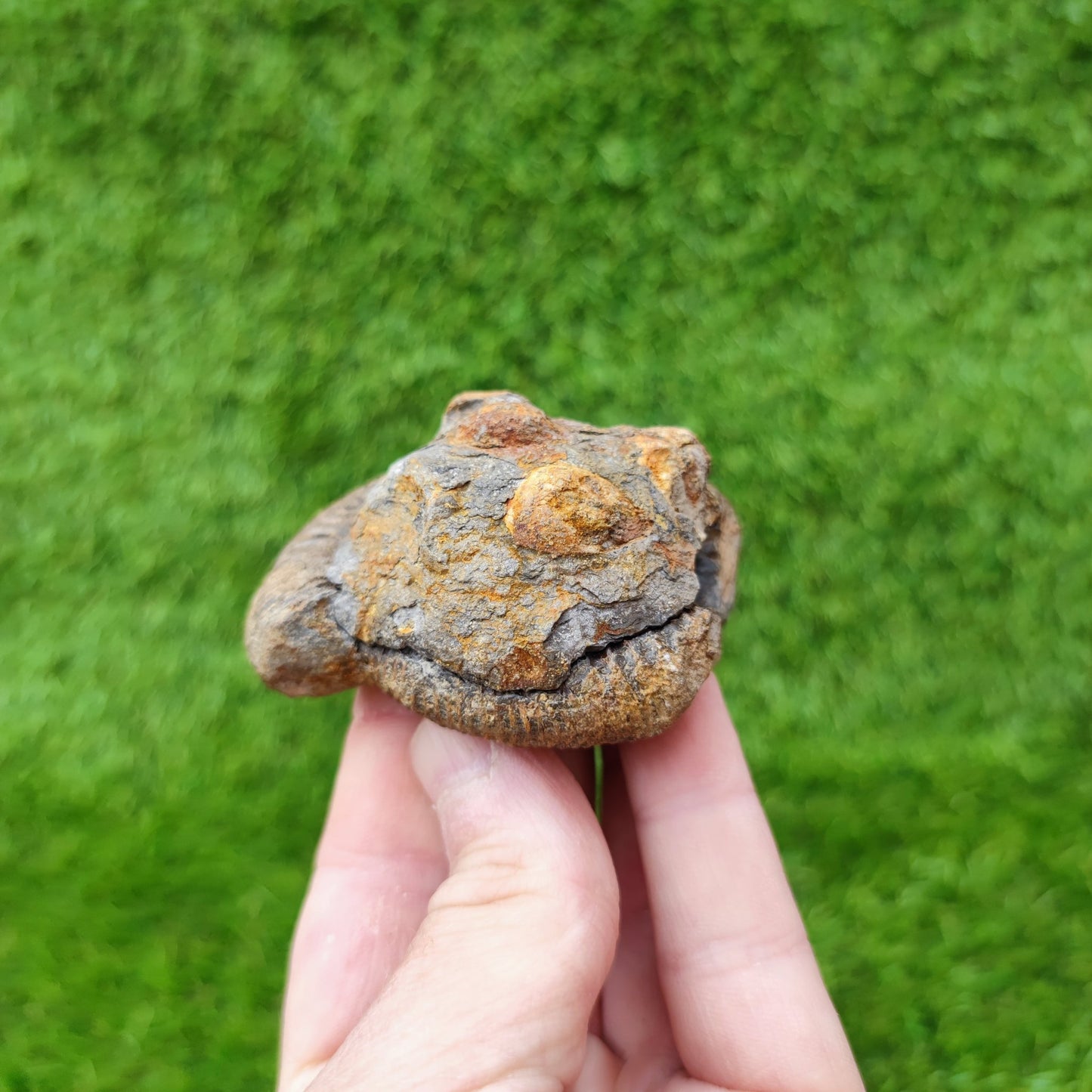 Ammonite fossil split pair North Yorkshire UK - North Yorkshire Fossils