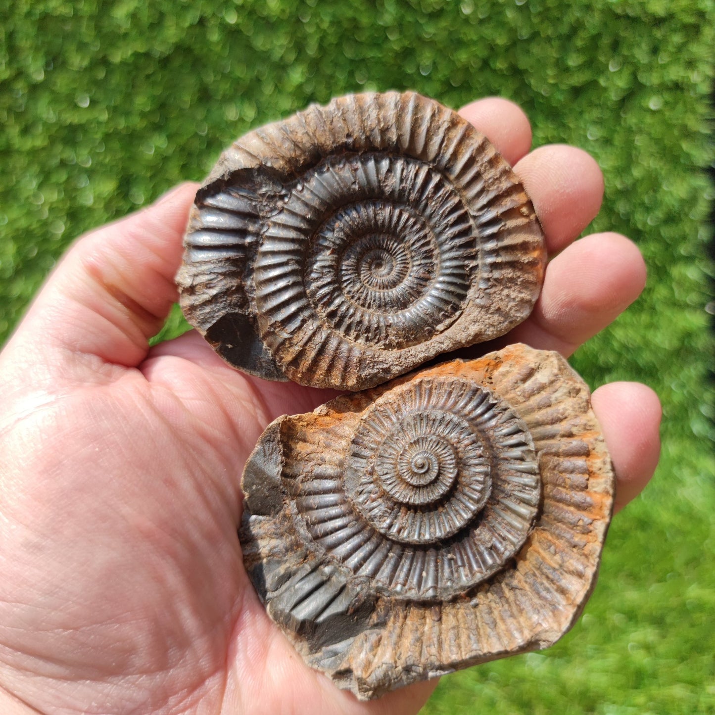 Ammonite fossil split pair Whitby Dactylioceras - North Yorkshire Fossils